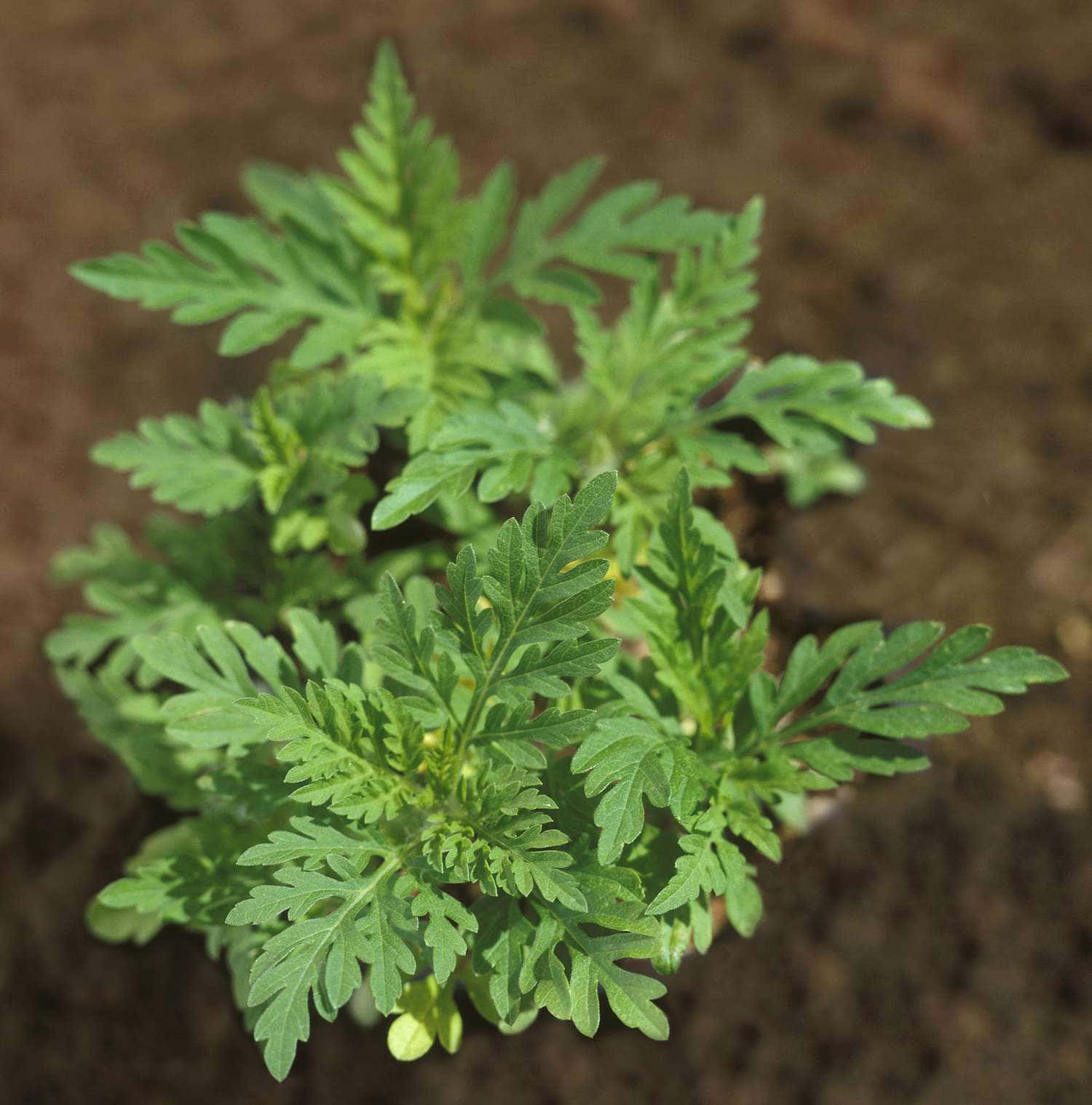 Plant 桌布 壁紙 — 一棵邊緣呈鋸齒狀的鮮綠色葉子植物在肥沃的棕色土壤中生長的近距離特寫。