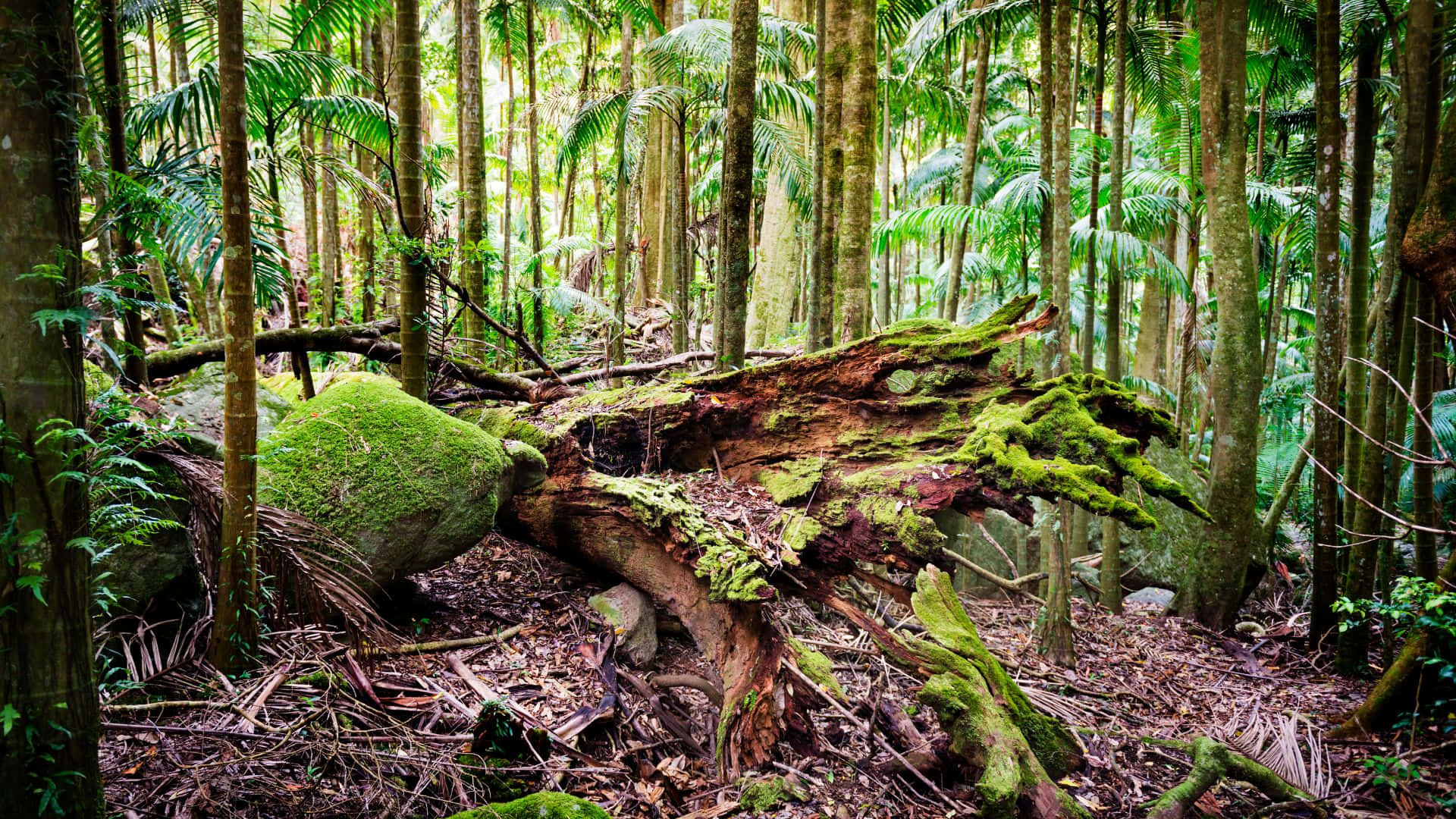 Forest Conservation 桌布 壁紙 — 一棵長滿苔蘚的倒下的樹幹躺在茂密、陽光斑駁的熱帶雨林中高大的棕櫚樹之間。