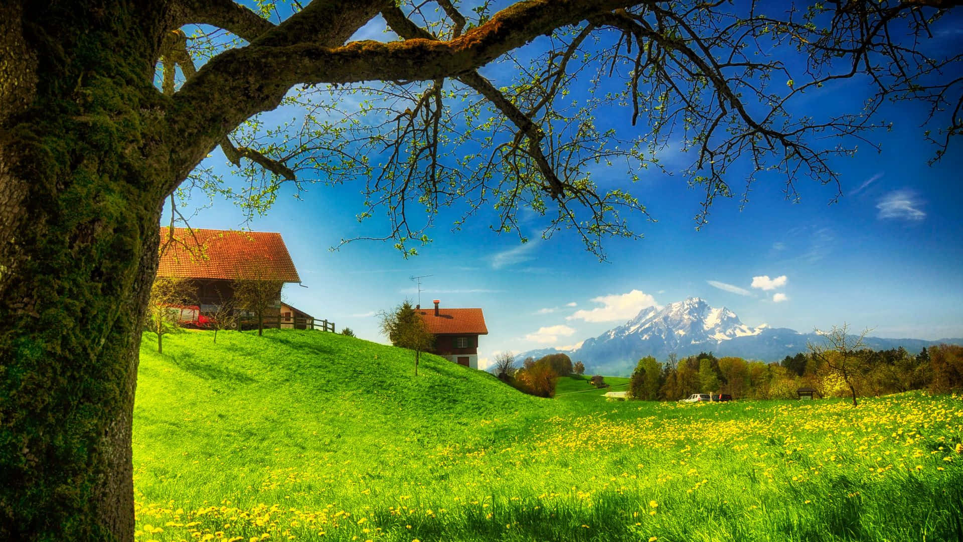 Village 桌布 壁紙 — 一棵長滿苔蘚的樹木框住了陽光明媚的草地，草地上有黃色花朵、紅頂小屋和白雪覆蓋的山脈，背景是清澈的藍天。