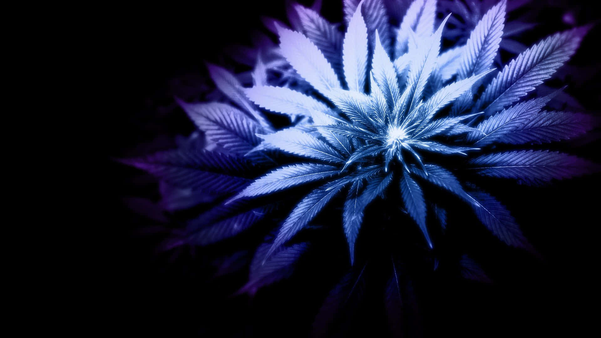420 桌布 壁紙 — 一棵閃耀的藍色大麻植物從發光的中心向漆黑背景輻射。