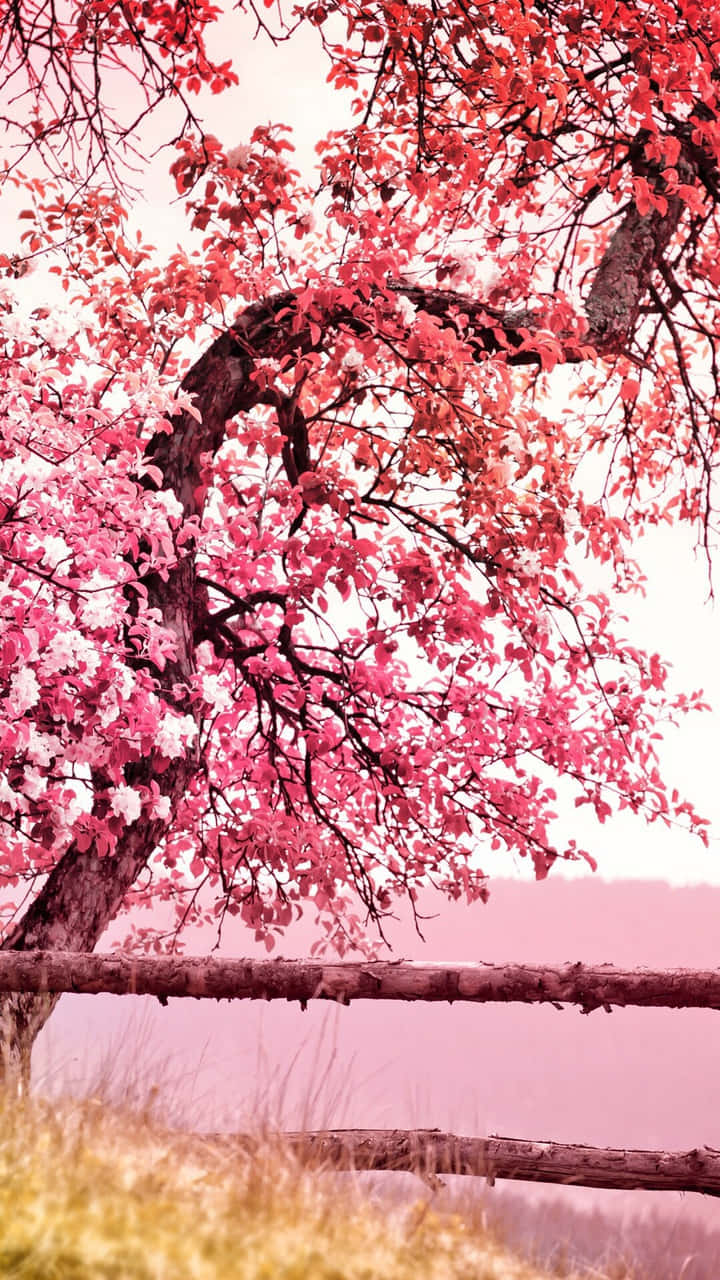 Pink Cherry Blossom 桌布 壁紙 — 一棵開滿粉紅色和白色花朵的樹，在柔和的粉紅色天空下拱起在木柵欄上方。