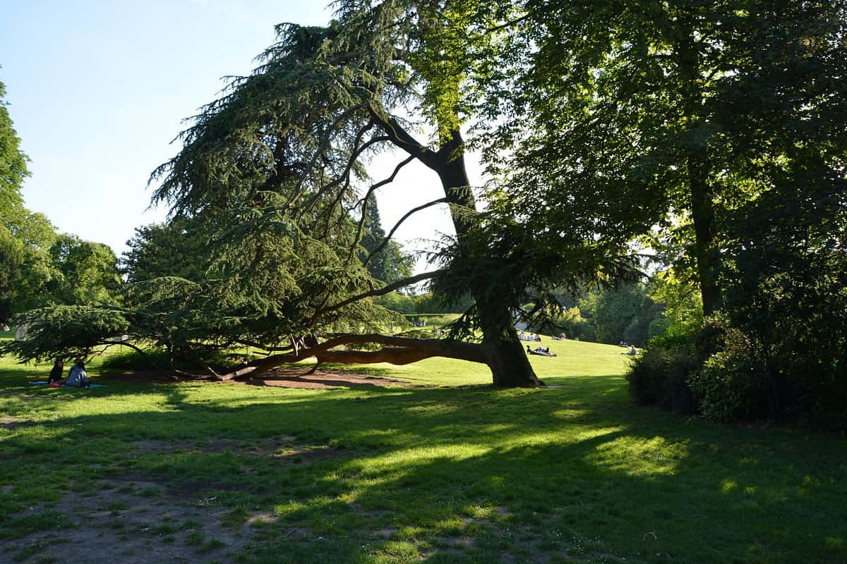 公園 桌布 壁紙 — 一棵雄偉、枝葉繁茂的雪松樹在陽光明媚的草地上投下長長的影子，人們在樹枝下放鬆休息。