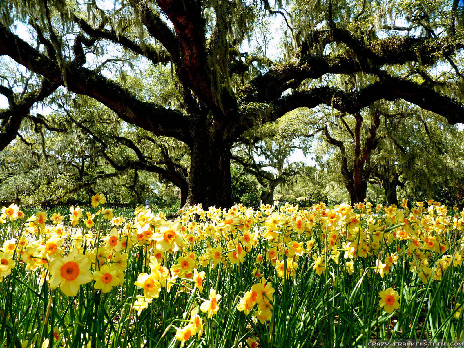 Daffodil 桌布 壁紙 — 一棵雄偉的、掛滿苔蘚的活橡樹在明亮的陽光下聳立在盛開的黃色水仙花田之上。