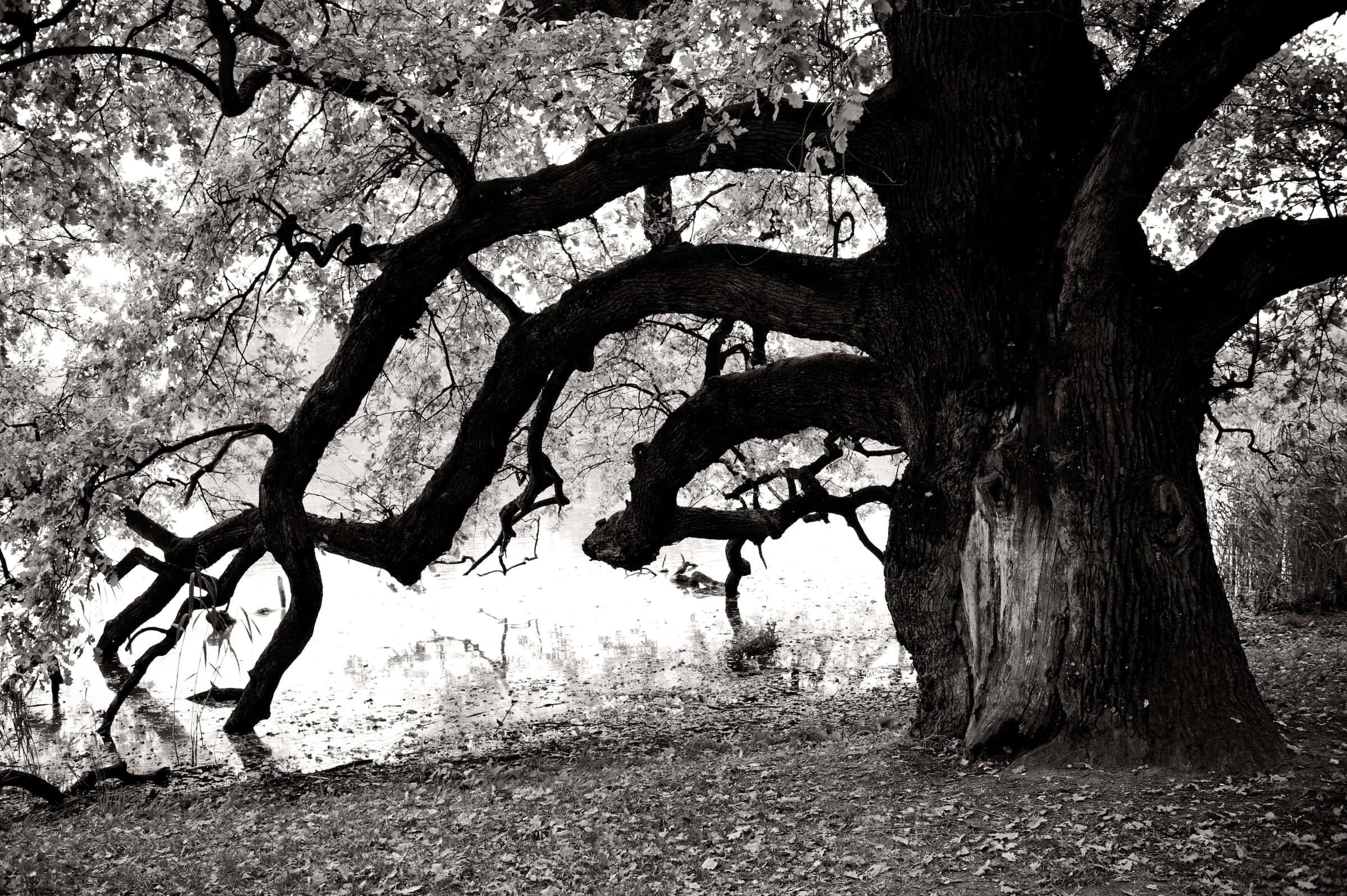Black And White Tree 桌布 壁紙 — 一棵雄偉的古樹，樹枝彎曲多節，在明亮的天空下以鮮明的黑白構圖展開。