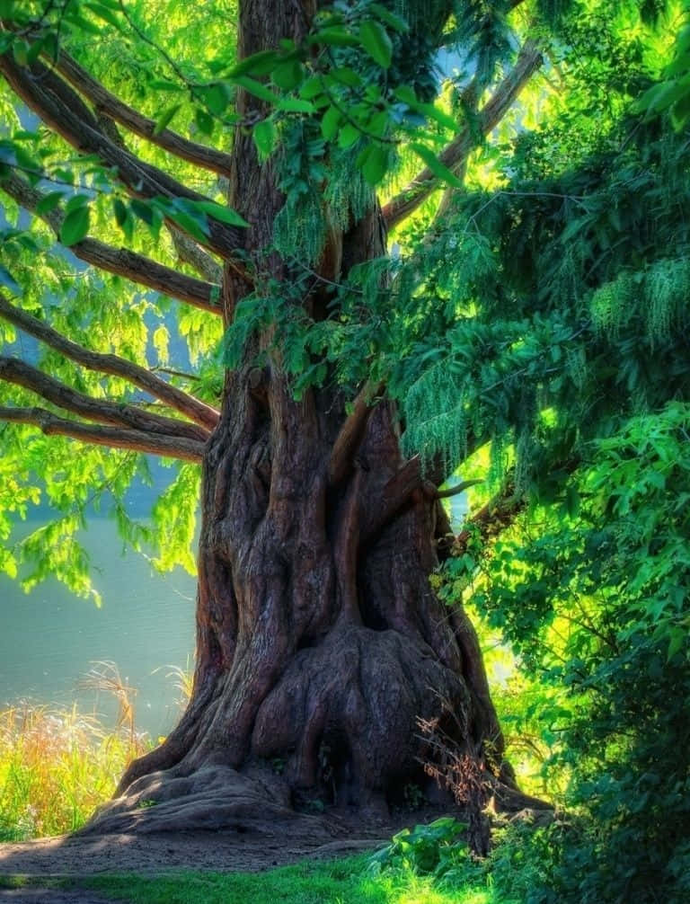 trees 桌布 壁紙 — 一棵雄偉的古樹，樹根盤根錯節，枝葉茂盛翠綠，在平靜的湖邊沐浴著金色的陽光。