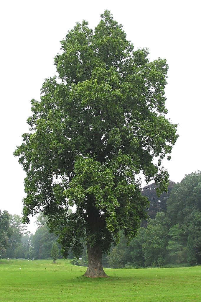 Tulip Tree 桌布 壁紙 — 一棵雄偉的孤樹，樹幹粗壯，樹冠翠綠茂盛，矗立在廣闊的草地上，天空多雲。