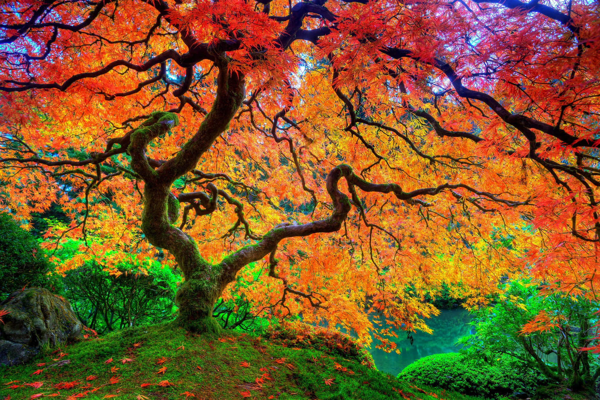 Maple Tree 桌布 壁紙 — 一棵雄偉的扭曲楓樹在茂密的綠色苔蘚森林地面上爆發出火熱的橙色和紅色葉子。