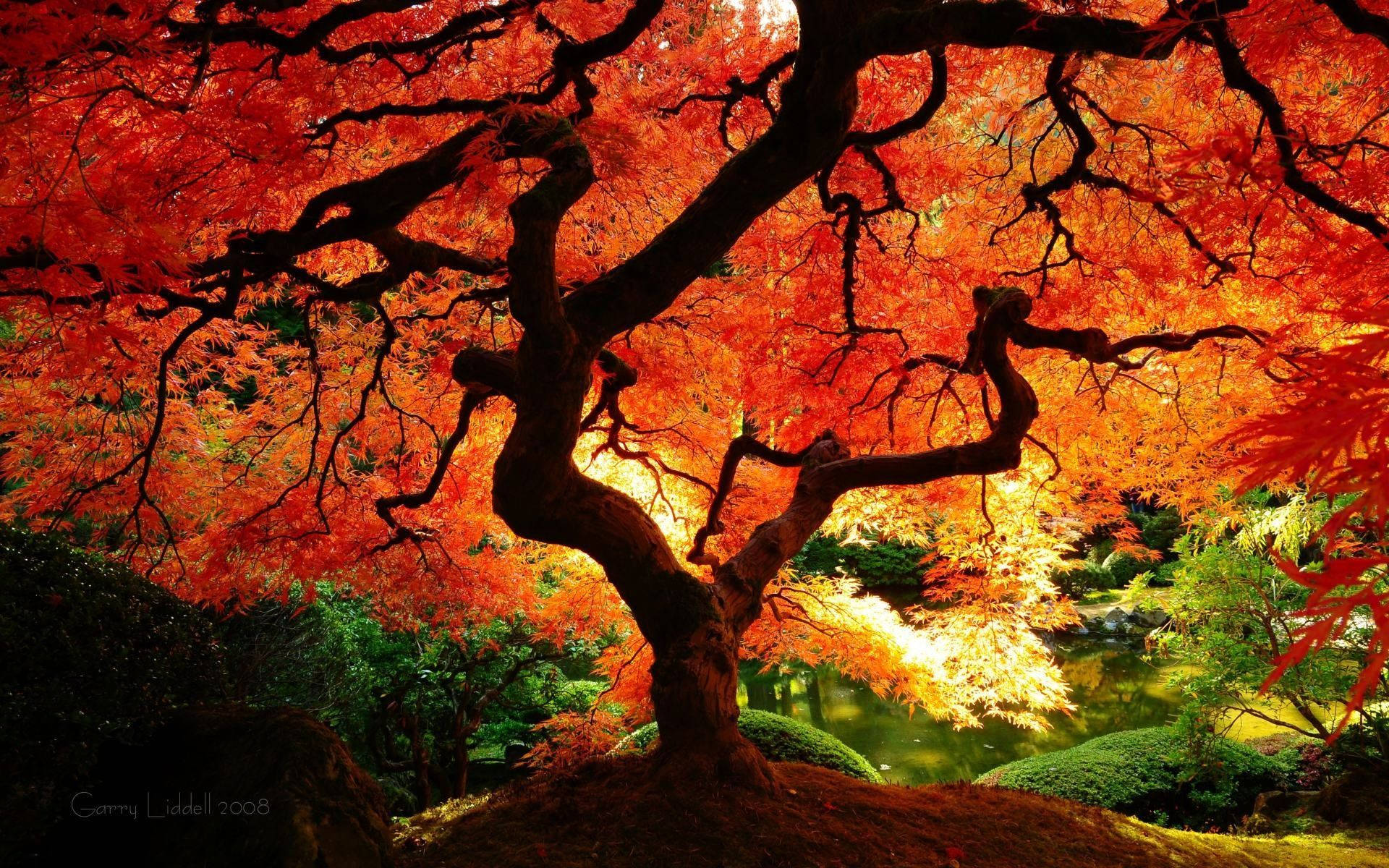 樹木 桌布 壁紙 — 一棵雄偉的扭曲樹木，帶有火紅的葉子，在寧靜的日本花園中，以燦爛的日落為背景形成剪影。