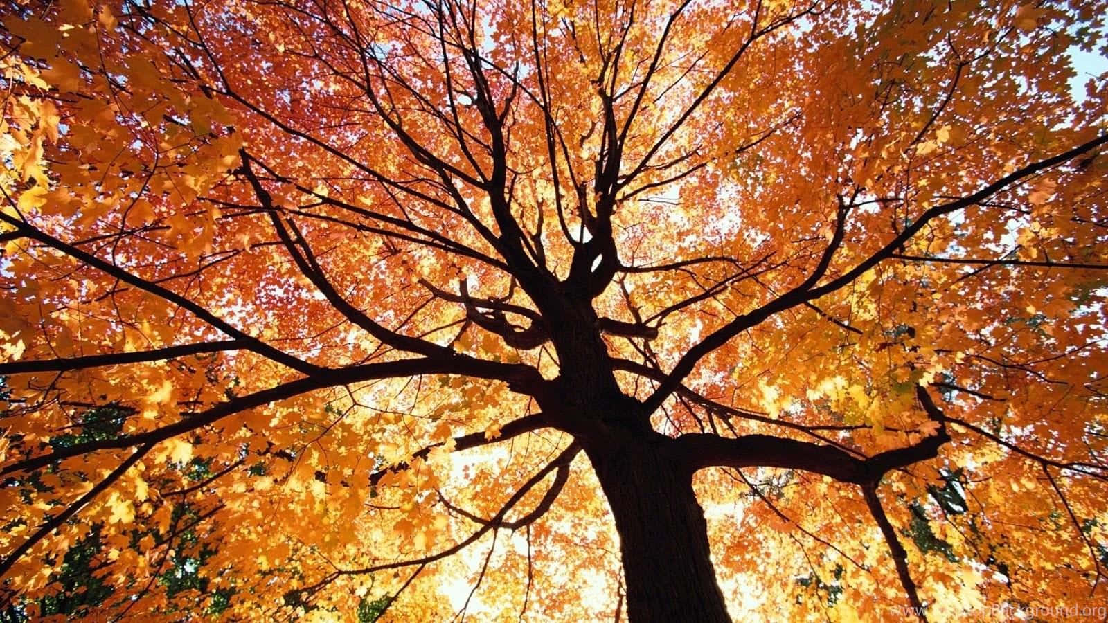 Colorful Trees 桌布 壁紙 — 一棵雄偉的楓樹，帶有火紅的橙色葉子，高聳在明亮的天空下，其錯綜複雜的枝條向上伸展。