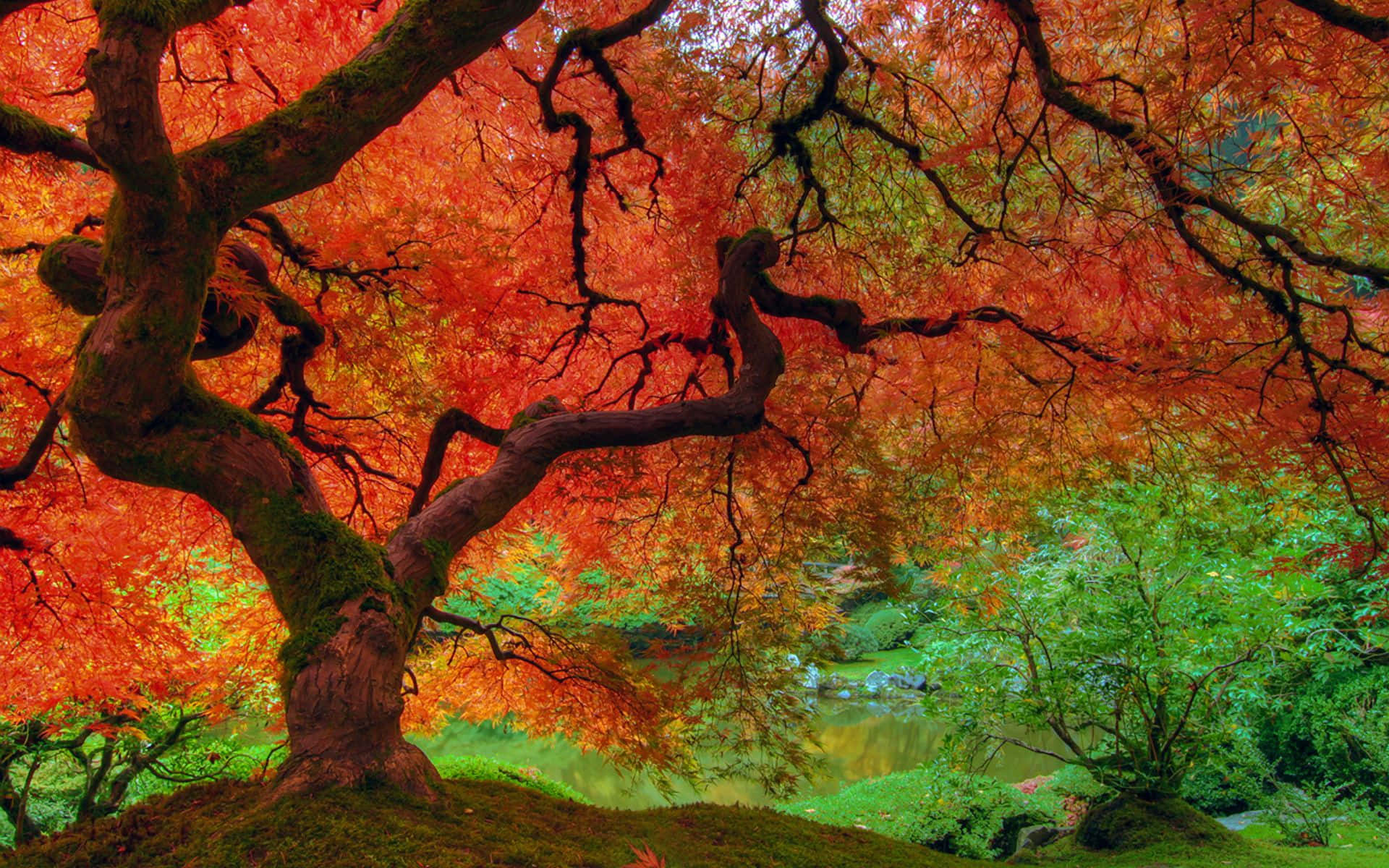 Autumn Colors 桌布 壁紙 — 一棵雄偉的楓樹，帶有火紅的葉子，在秋天彎曲在苔蘚覆蓋的小山上，旁邊是一條寧靜的小溪。