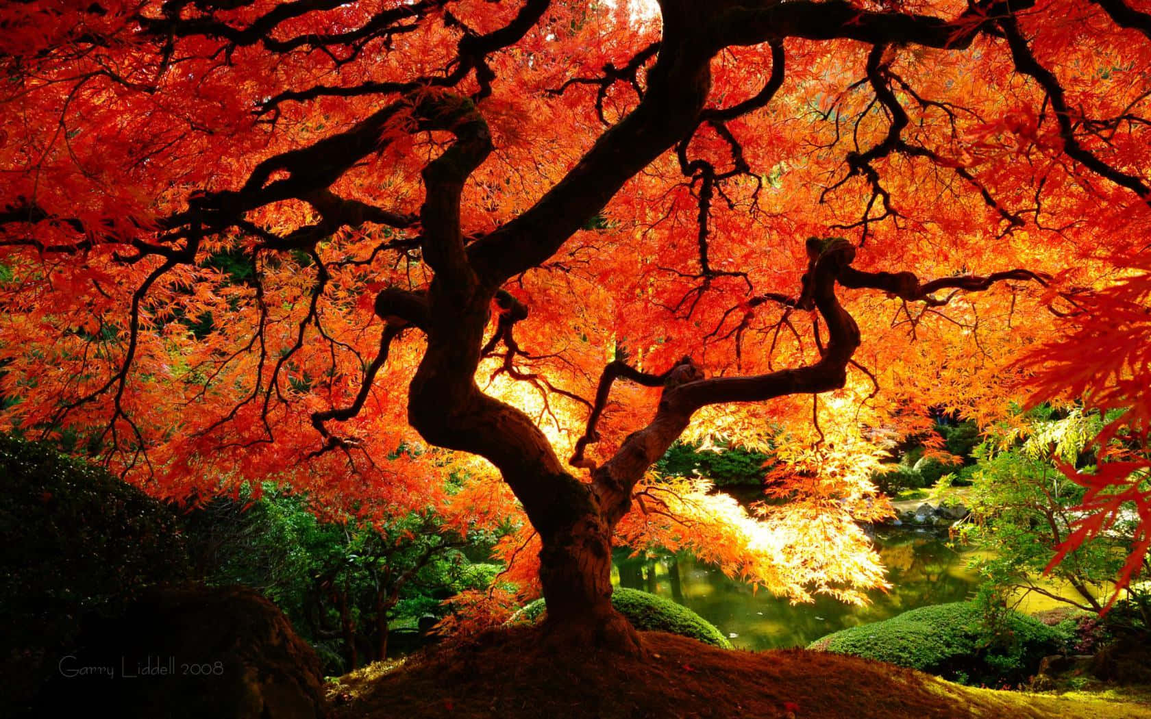 Autumnal Equinox 桌布 壁紙 — 一棵雄偉的楓樹，火紅和橙色的葉子在寧靜的日本花園中，在燦爛的夕陽映襯下形成剪影。