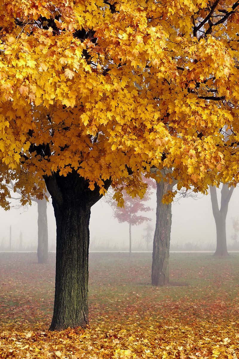 Beautiful Autumn 桌布 壁紙 — 一棵雄偉的楓樹在薄霧籠罩的公園背景下綻放出金色的秋葉。