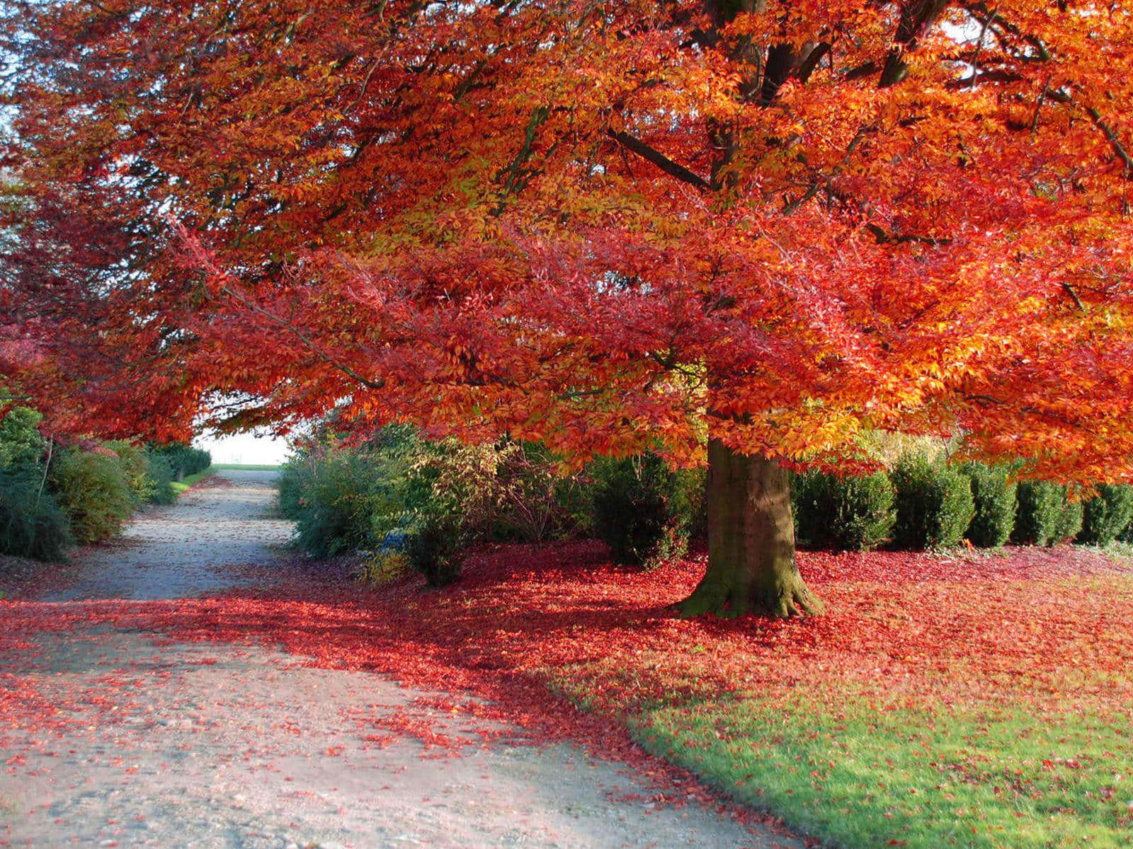 Autumn Wind 桌布 壁紙 — 一棵雄偉的樹，帶有火紅和橙色的葉子，站在一條鋪滿落葉的小徑旁，在柔和的光線下。