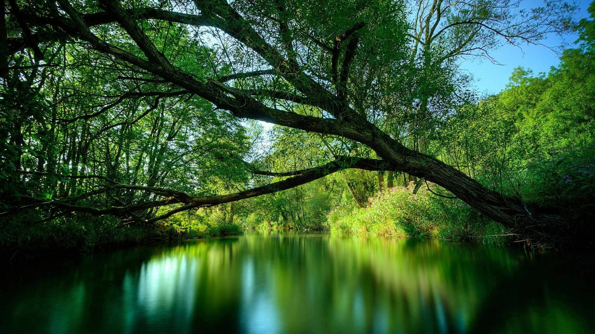 Lake 桌布 壁紙 — 一棵雄偉的樹拱立在平靜的河流上，在清澈的藍天下反射出充滿活力的綠色樹葉。