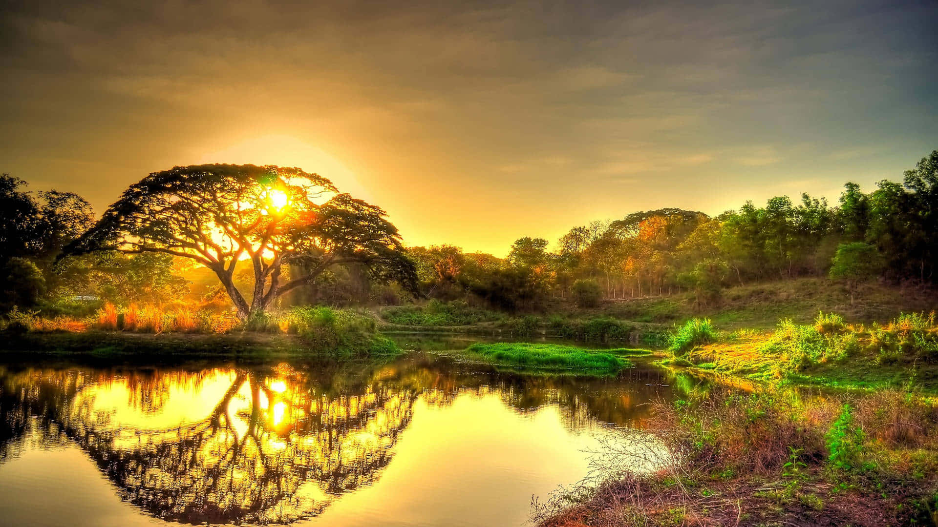 Nature Landscape 桌布 壁紙 — 一棵雄偉的樹木在金色夕陽的映襯下形成剪影，完美倒映在被茂密綠植環繞的平靜河流中。