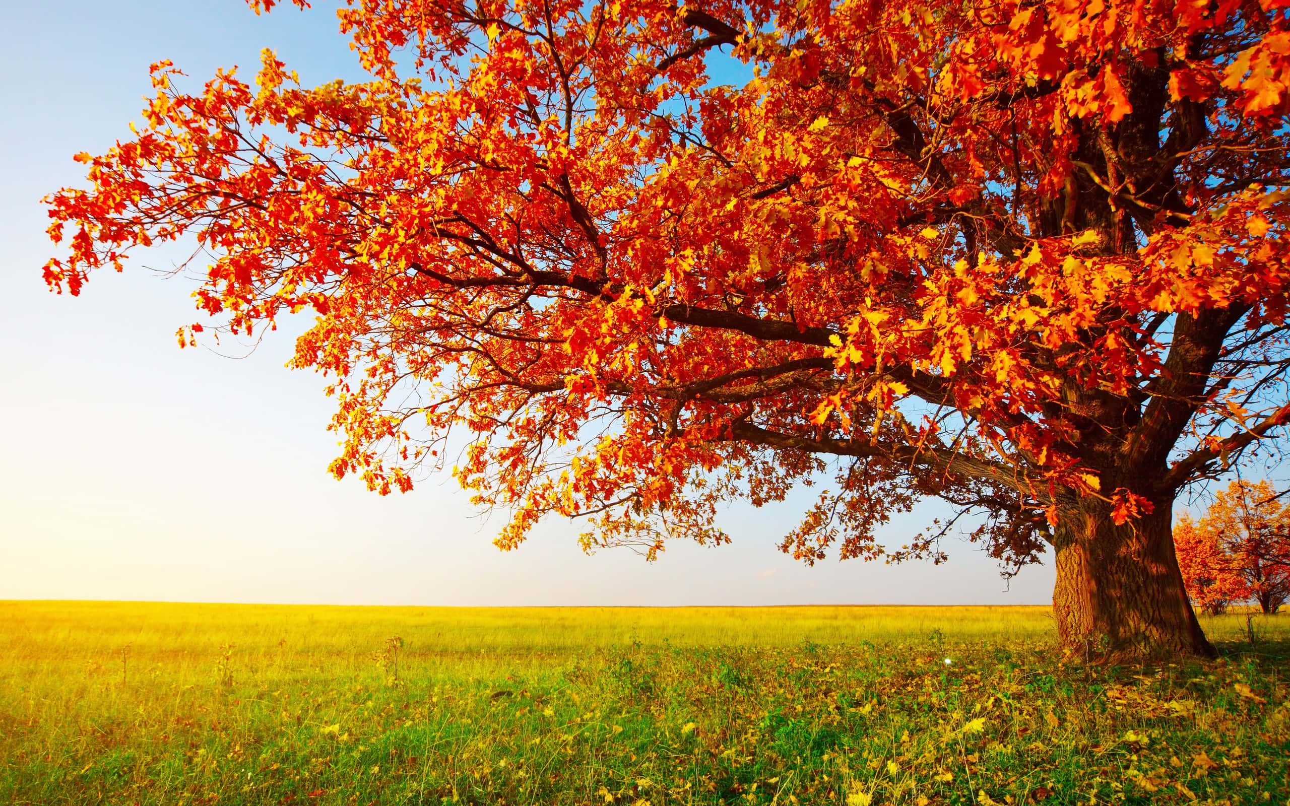 Fall Country 桌布 壁紙 — 一棵雄偉的橡樹，帶有火紅的橙色葉子，獨自矗立在廣闊的金色田野中，天空清澈湛藍。