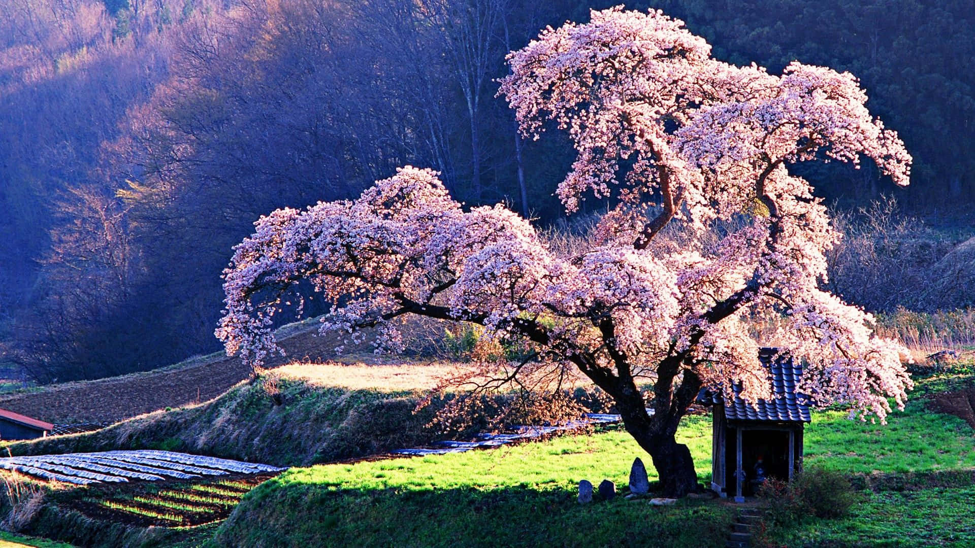 Sakura Blossom 桌布 壁紙 — 一棵雄偉的櫻花樹盛開著粉紅色的花朵，矗立在陽光明媚的山坡上的一座小神社旁，背景是梯田和森林覆蓋的山丘。