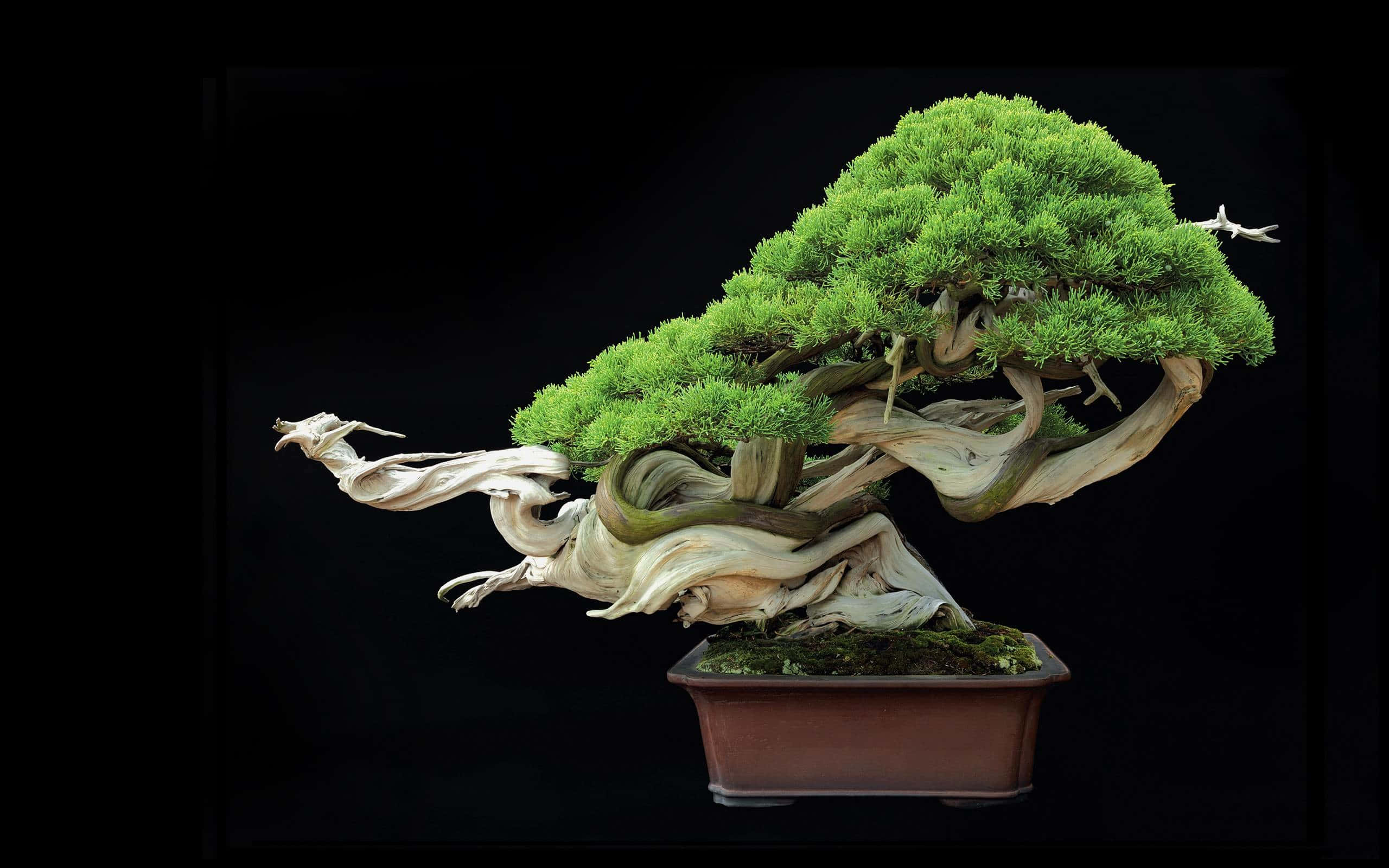 Bonsai Trees 桌布 壁紙 — 一棵雄偉的盆景樹，擁有充滿活力的綠色葉子和粗糙風化的樹幹，立在一個長方形花盆中，背景是純黑色。