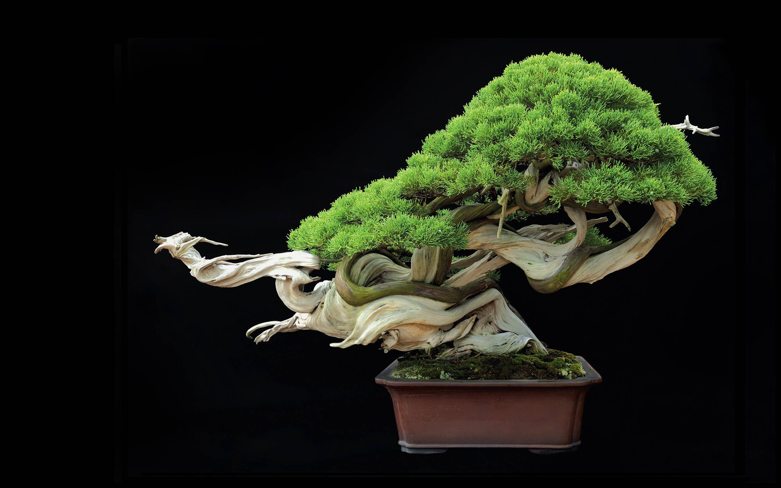Plant 桌布 壁紙 — 一棵雄偉的盆景樹，擁有充滿活力的綠色樹葉和粗糙風化的樹幹，立在一個長方形花盆中，背景是純黑色。