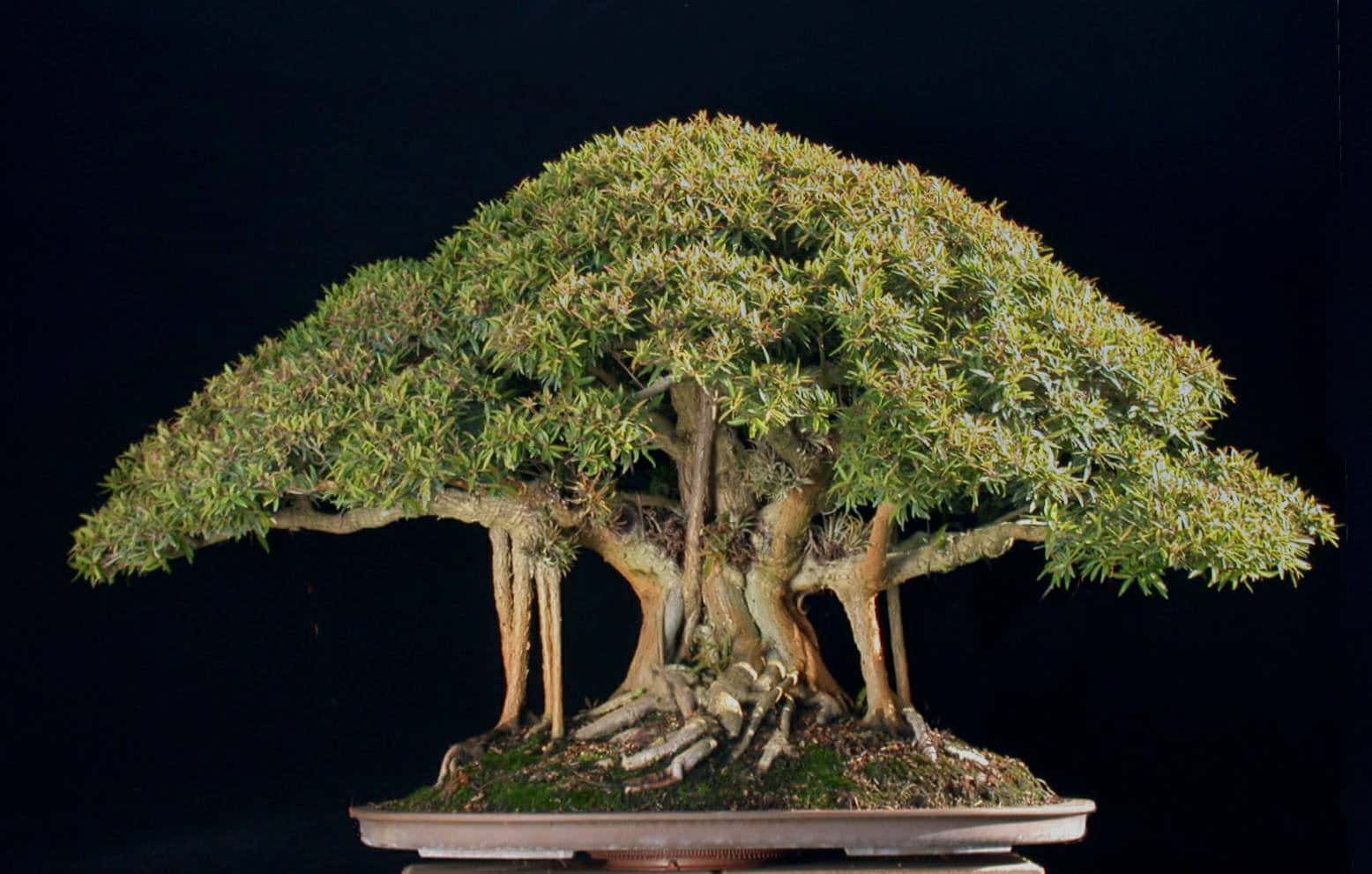 Bonsai Trees 桌布 壁紙 — 一棵雄偉的盆景樹，擁有茂密的綠色樹葉和盤根錯節的根部，置於淺盆中，背景為純黑色。