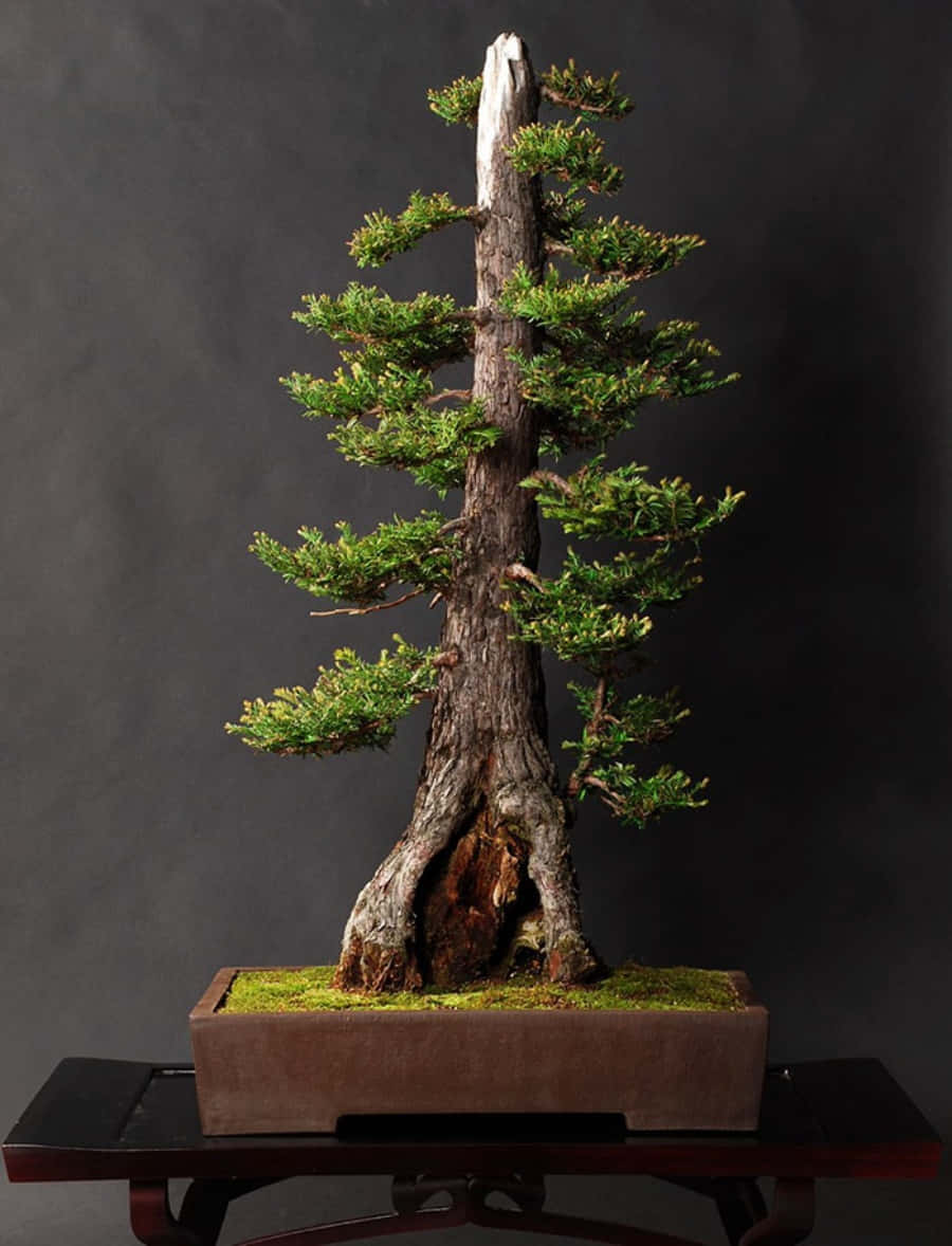 Bonsai Trees 桌布 壁紙 — 一棵雄偉的盆景樹，樹幹多節，針葉翠綠，矗立在一個長方形花盆中，置於深色木架上，背景為炭灰色。