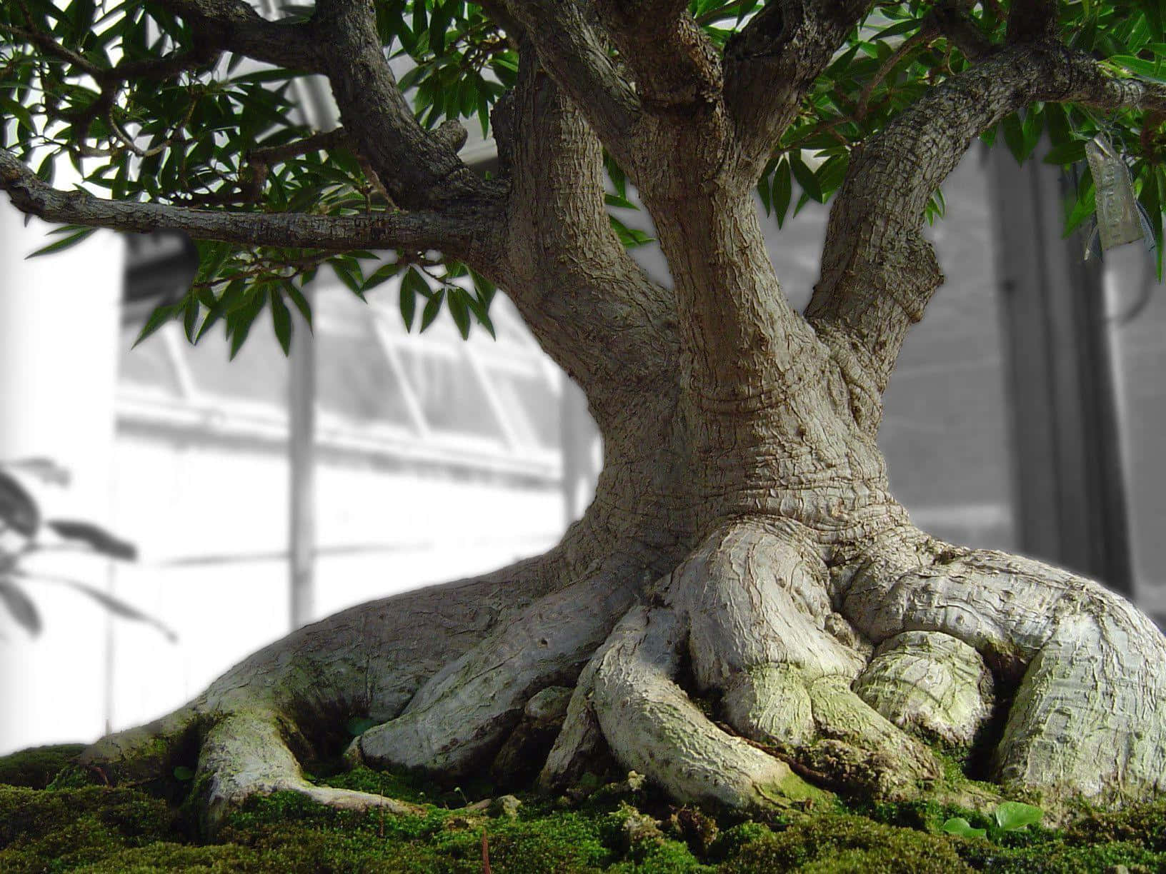 Bonsai Tree 桌布 壁紙 — 一棵雄偉的盆景樹，樹根盤結，綠葉茂盛，矗立在鮮豔的苔蘚中，背景是模糊的溫室。