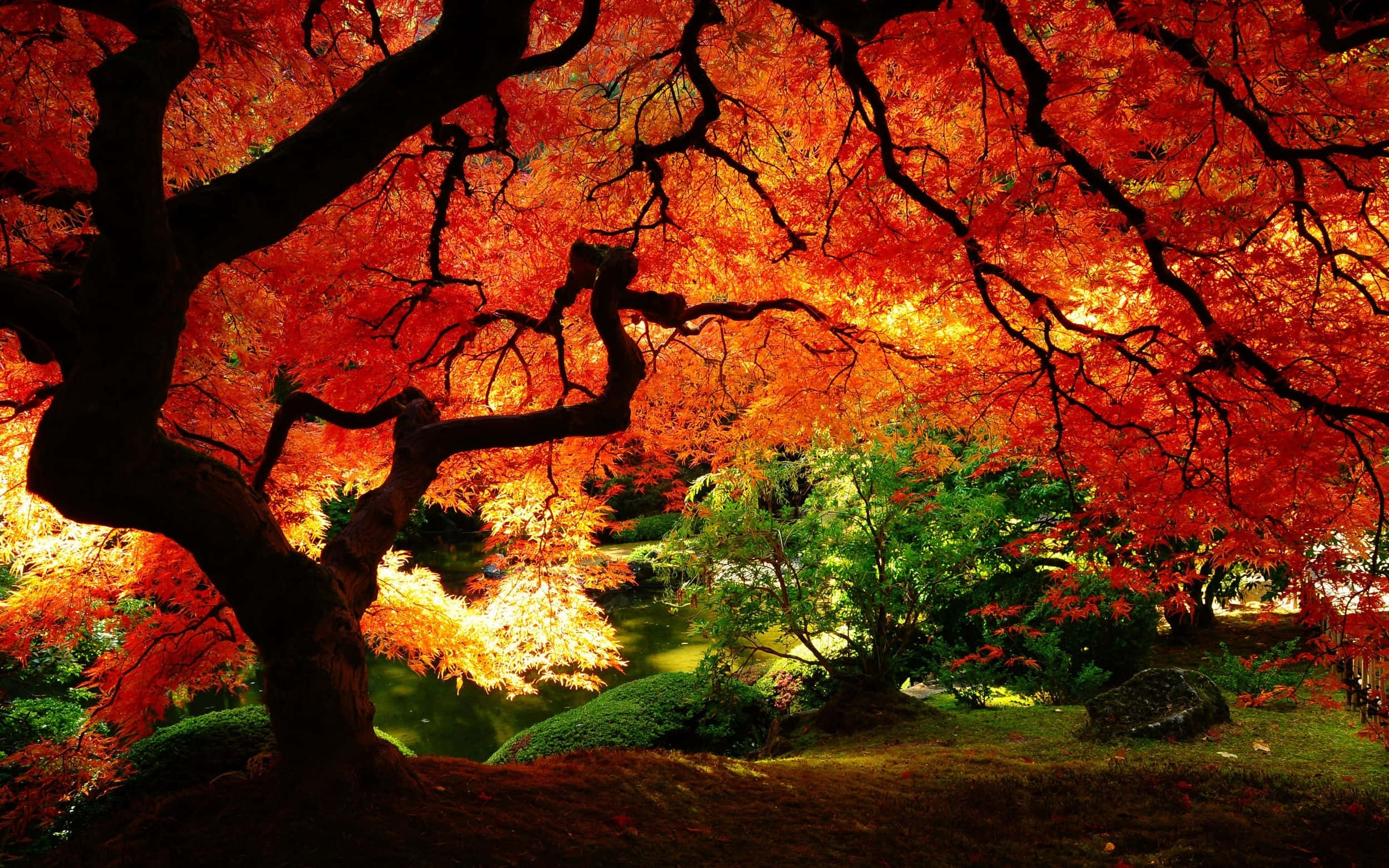 Fall Scenes 桌布 壁紙 — 一棵雄偉的秋楓樹，帶有火紅的葉子，拱形在寧靜的日本花園中的一個平靜池塘上。