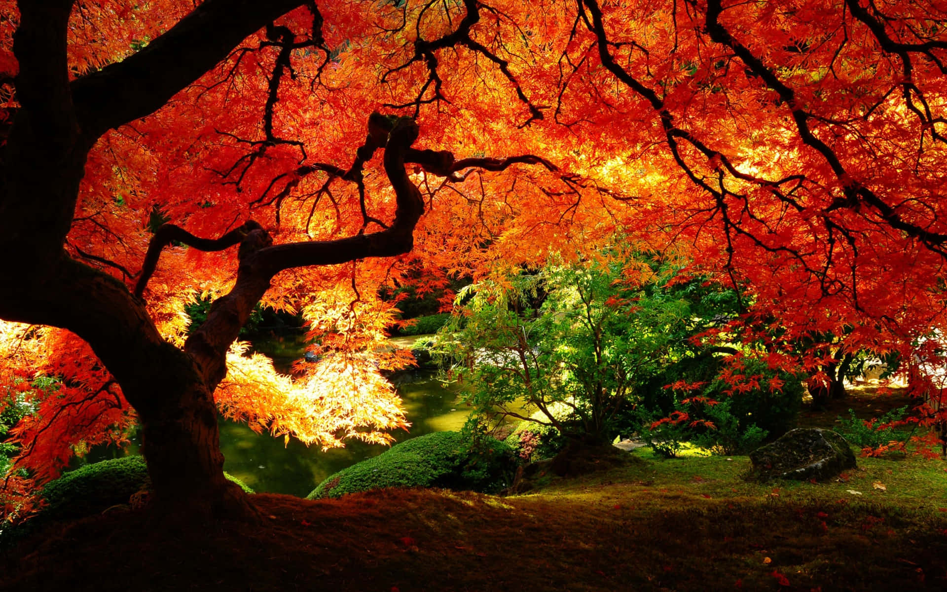 Autumn Foliage 桌布 壁紙 — 一棵雄偉的秋楓樹，火紅的樹葉拱起在寧靜的日本花園中的一個寧靜池塘上。