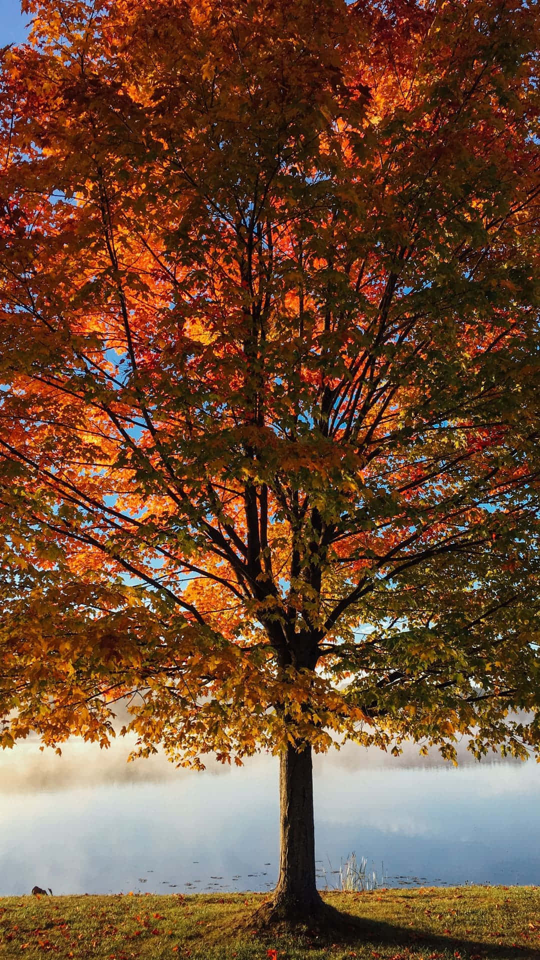 Trees iPhone 桌布 壁紙 — 一棵雄偉的秋樹，帶有火紅的橙色和黃色葉子，矗立在霧氣瀰漫的湖邊，天空清澈湛藍。