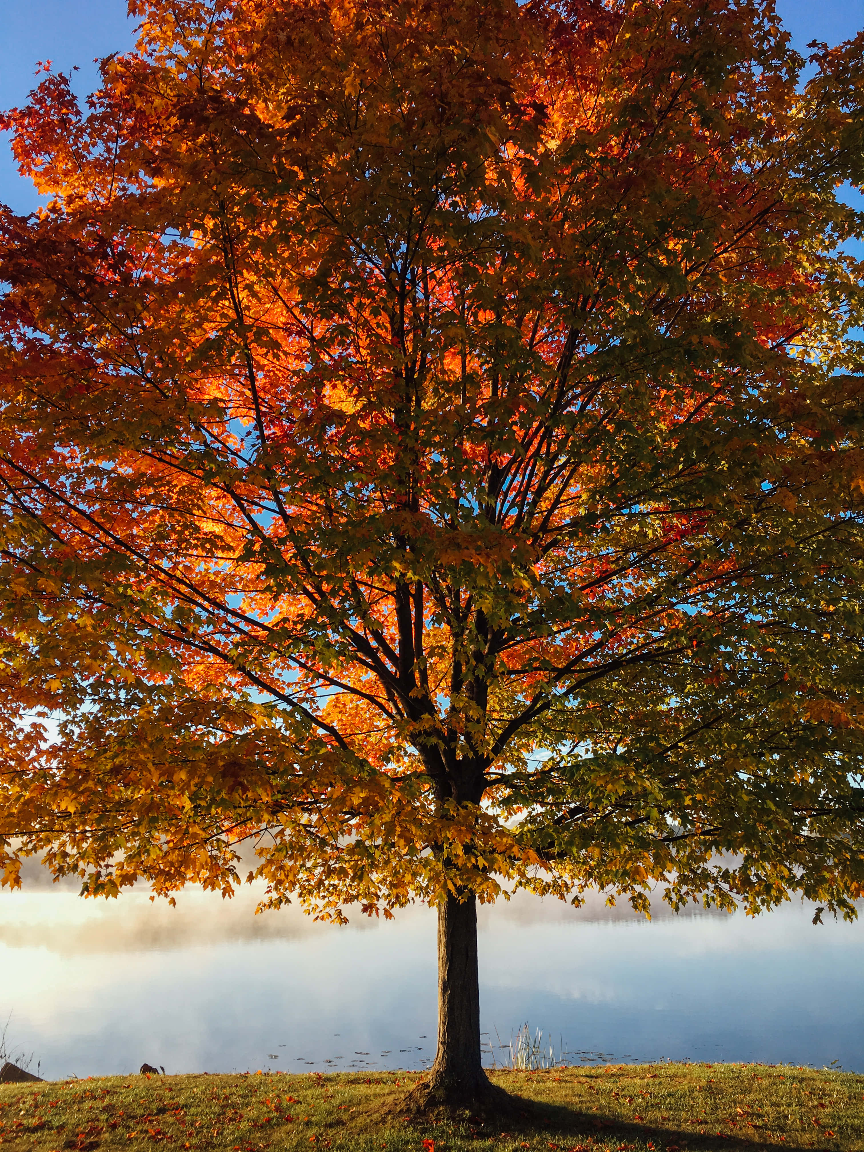 Autumn Fall 桌布 壁紙 — 一棵雄偉的秋樹，帶有火紅的橙色和金色葉子，矗立在霧氣瀰漫的湖邊，天空清澈湛藍。