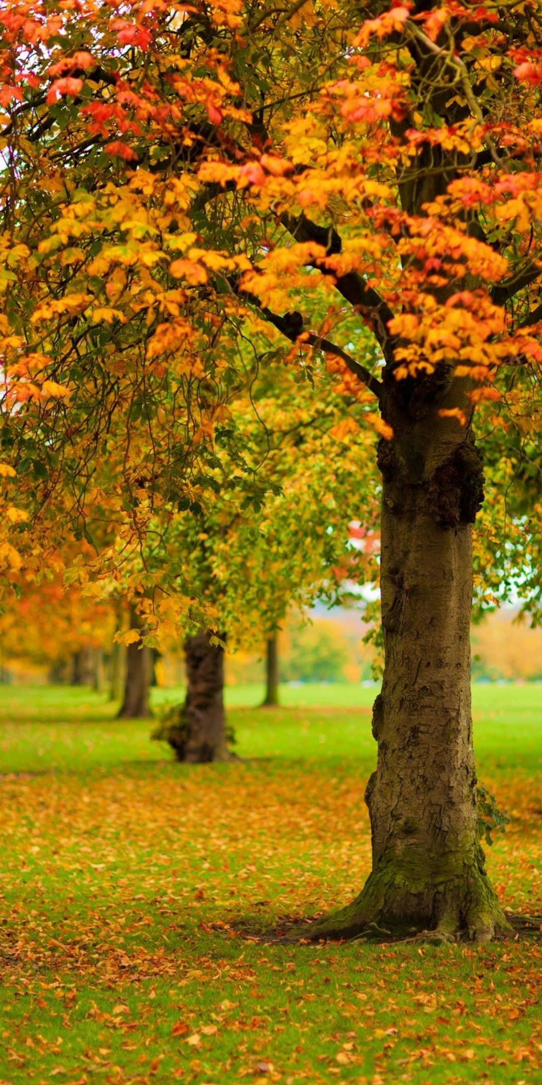 Android Autumn 桌布 壁紙 — 一棵雄偉的秋樹，帶有火紅的橙色和黃色葉子，高高矗立在草地公園中，落葉鋪滿地面。