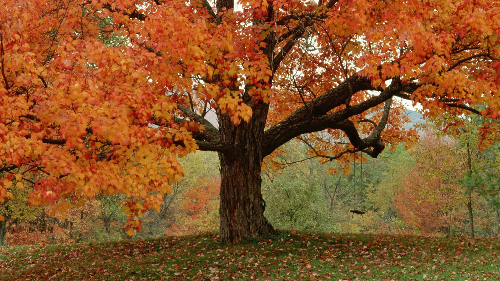 Colorful Trees 桌布 壁紙 — 一棵雄偉的秋樹，帶有火紅的橙色和紅色葉子，高高矗立在鋪滿落葉的森林空地上。