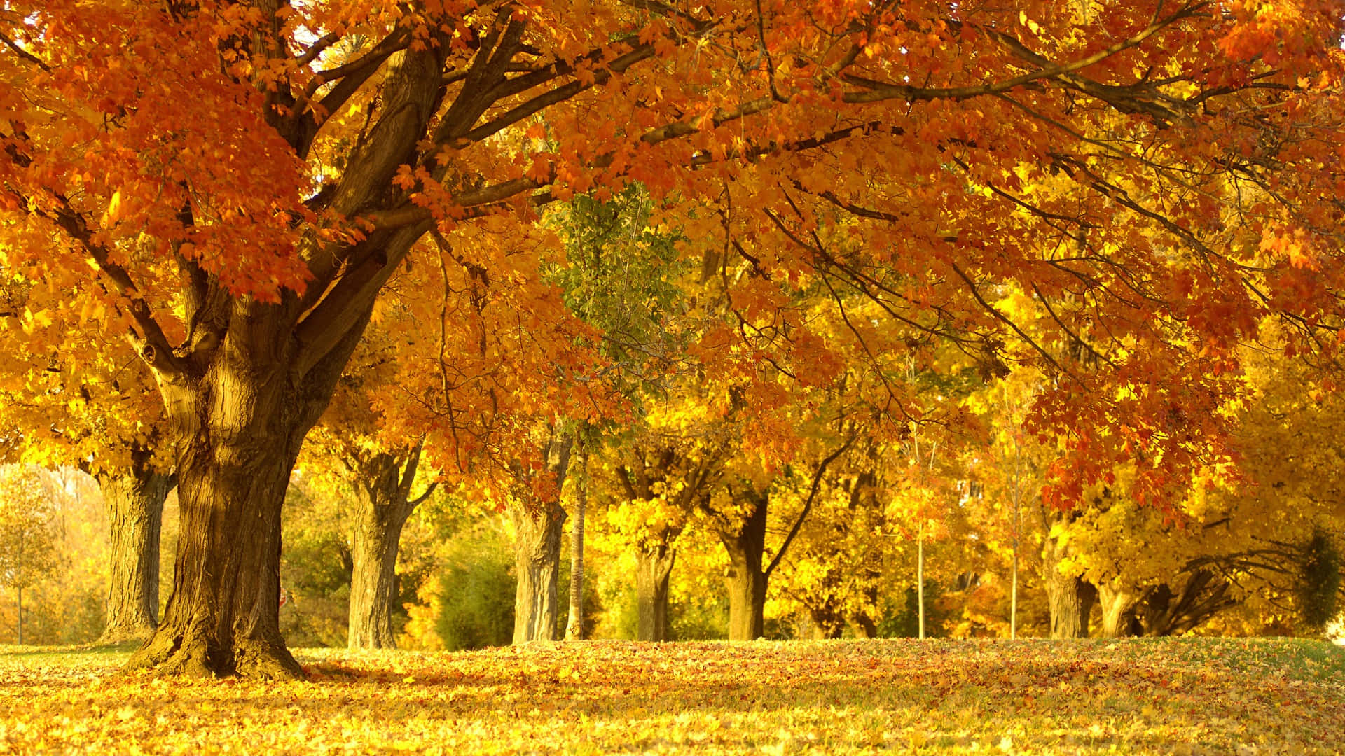 1920x1080 HD Fall 桌布 壁紙 — 一棵雄偉的秋樹，帶有火紅的橙色樹葉，聳立在陽光明媚的公園中，地上鋪滿了落葉。