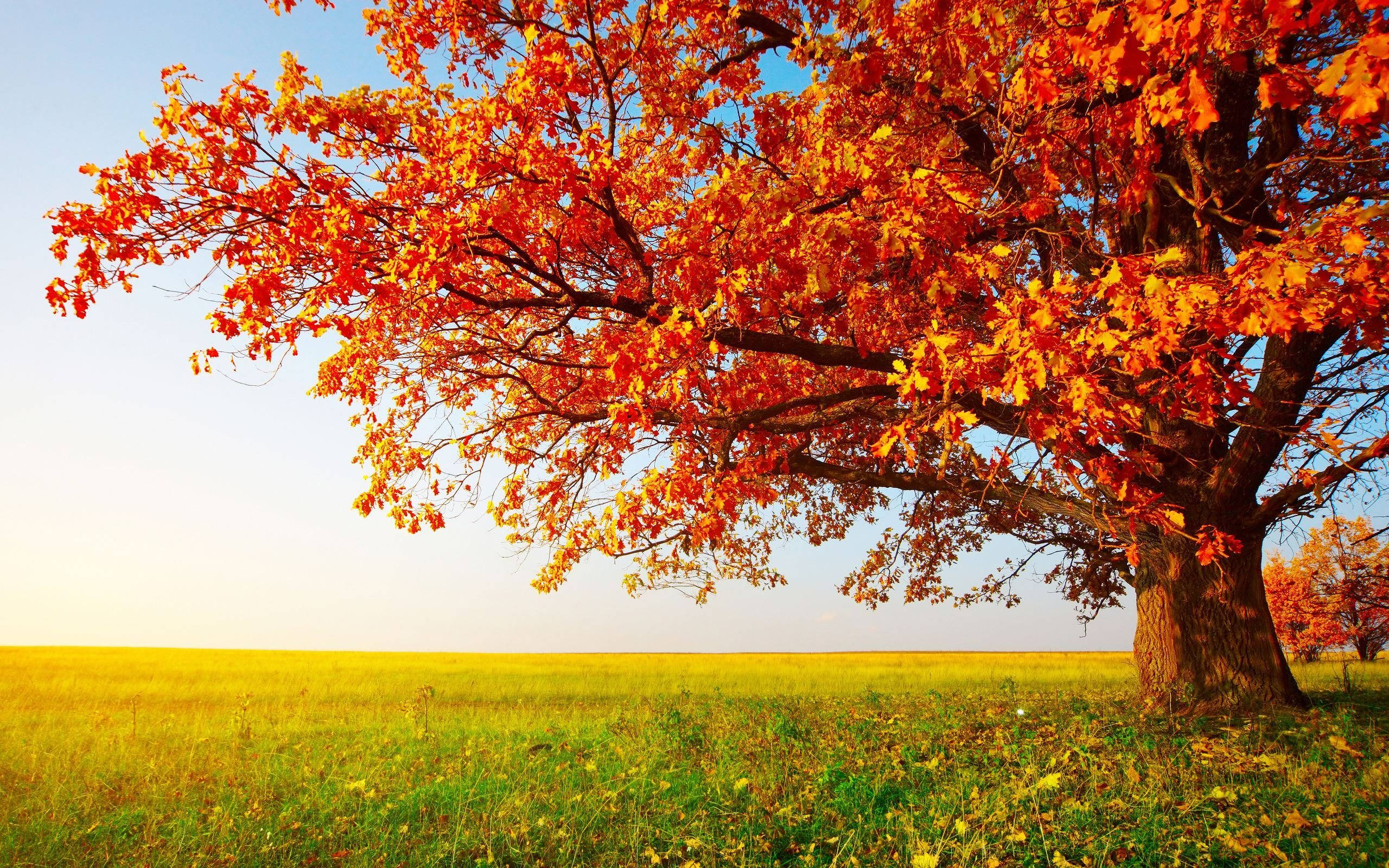 Autumn Season 桌布 壁紙 — 一棵雄偉的秋樹，帶有火紅的橙色樹葉，獨自矗立在金色田野中，天空清澈湛藍。