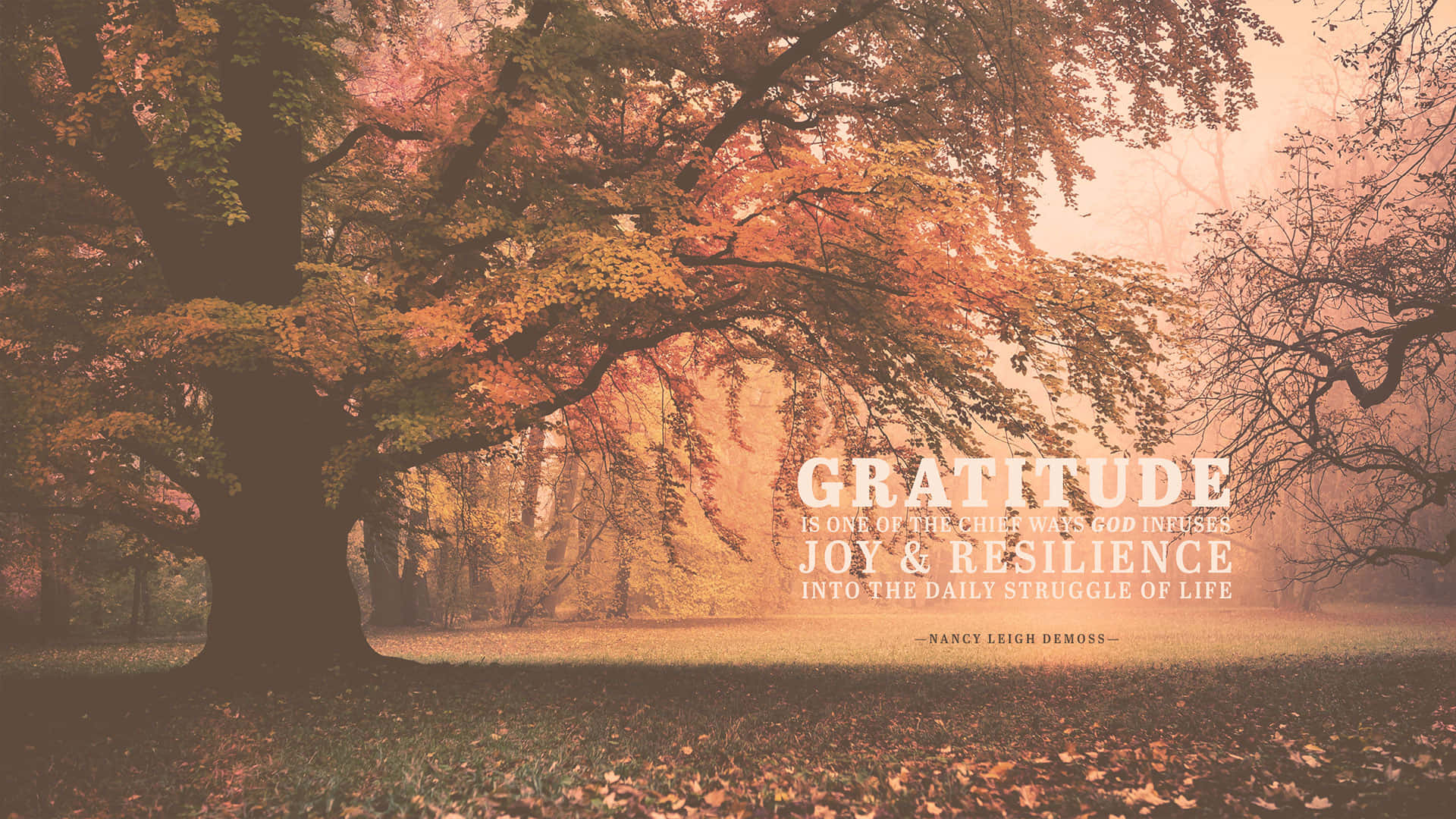 Gratitude 桌布 壁紙 — 一棵雄偉的秋樹，帶有火紅的橙色樹葉，矗立在迷霧森林中，金色的光線穿過其枝葉。