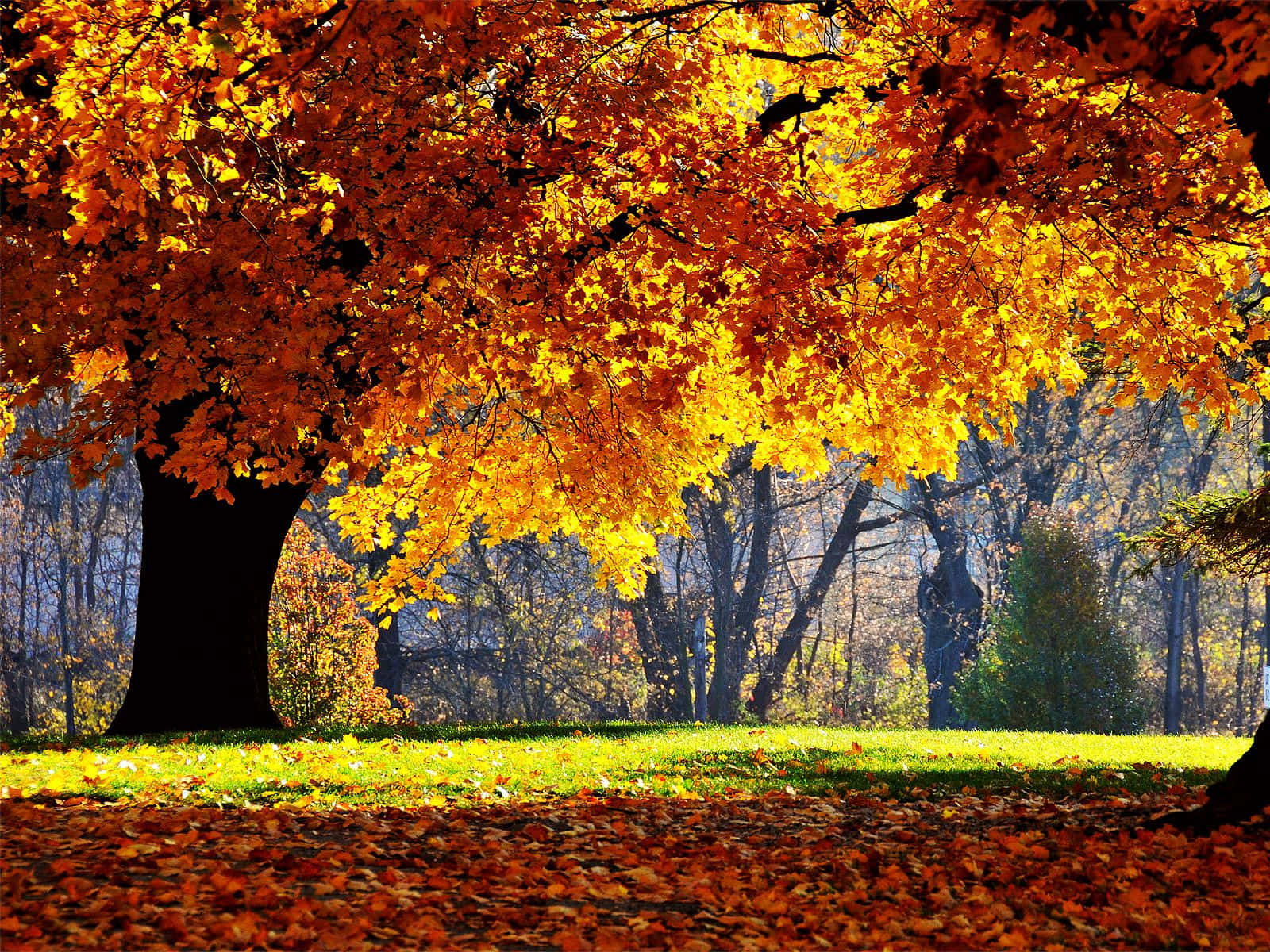 Autumn Wind 桌布 壁紙 — 一棵雄偉的秋樹，帶有火紅的橙色樹葉，拱形在陽光明媚的草地上，散落著落葉。