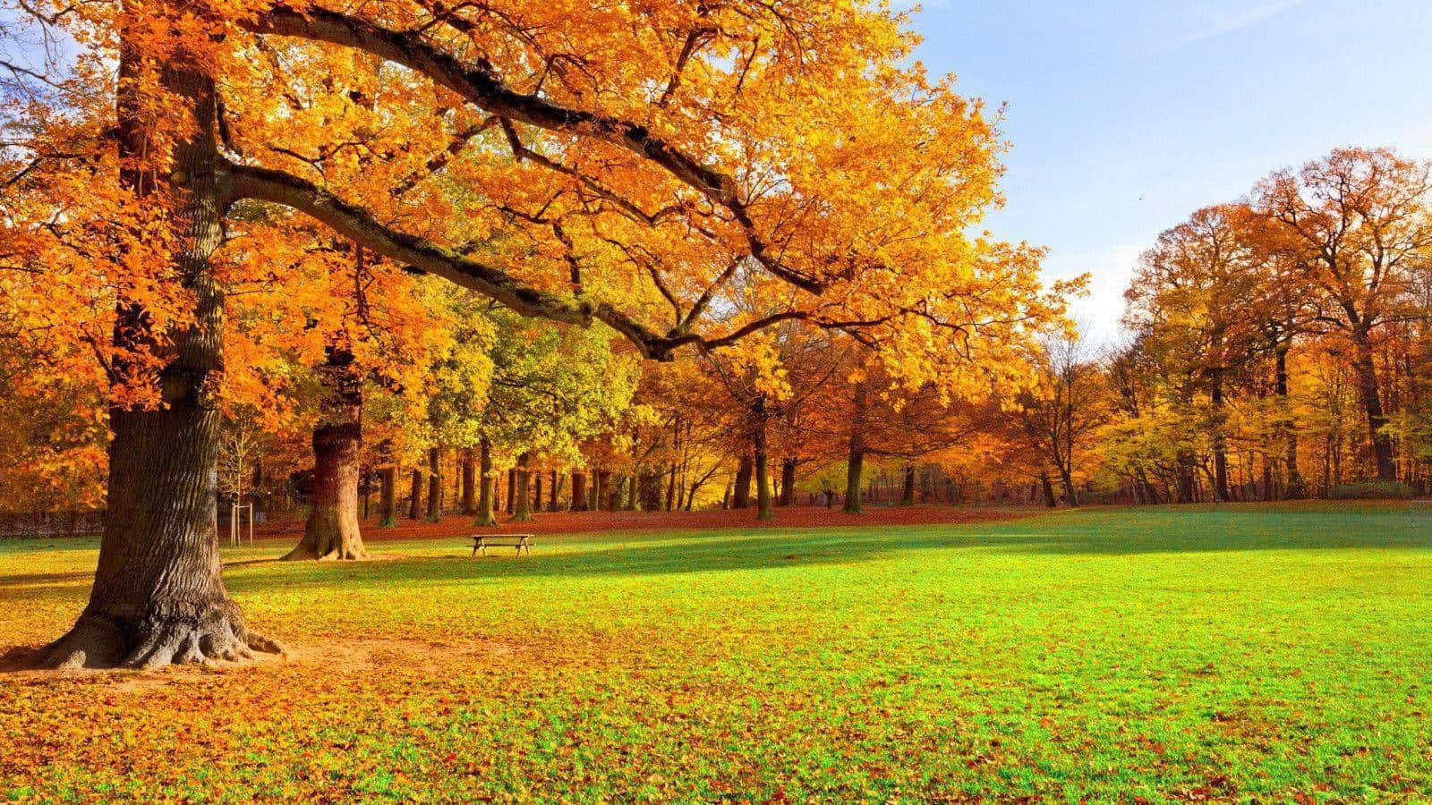 風景 桌布 壁紙 — 一棵雄偉的秋樹，火紅的橙色樹葉主導著陽光明媚的公園草地，散落著落葉。