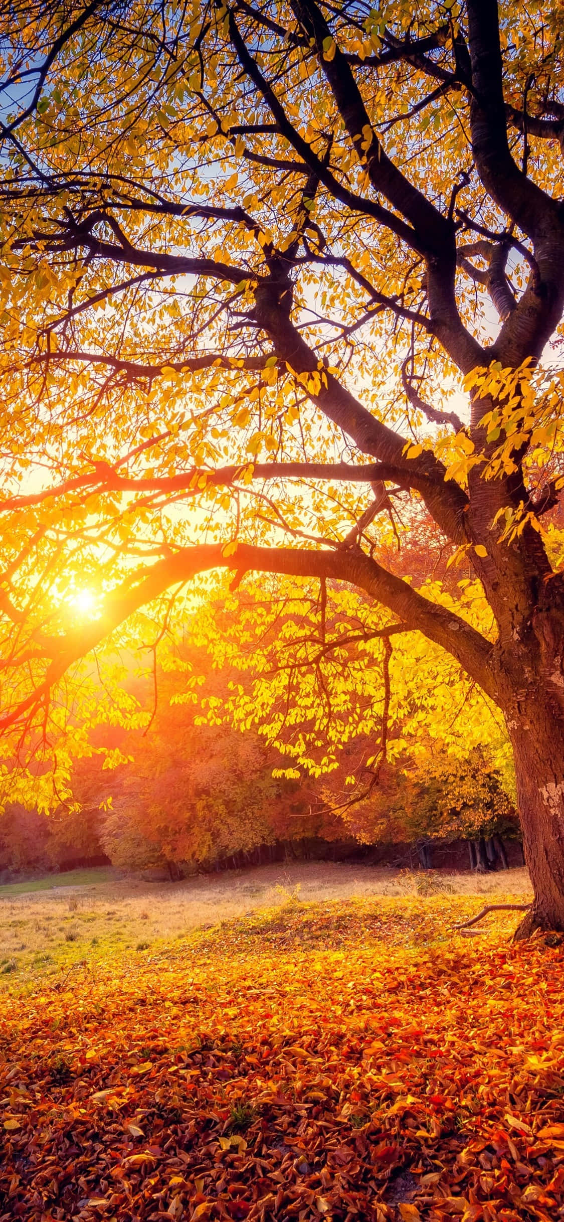 Autumn Leaves 桌布 壁紙 — 一棵雄偉的秋樹，金黃的樹葉沐浴在溫暖的夕陽光中，在落葉地毯上投下長長的影子。