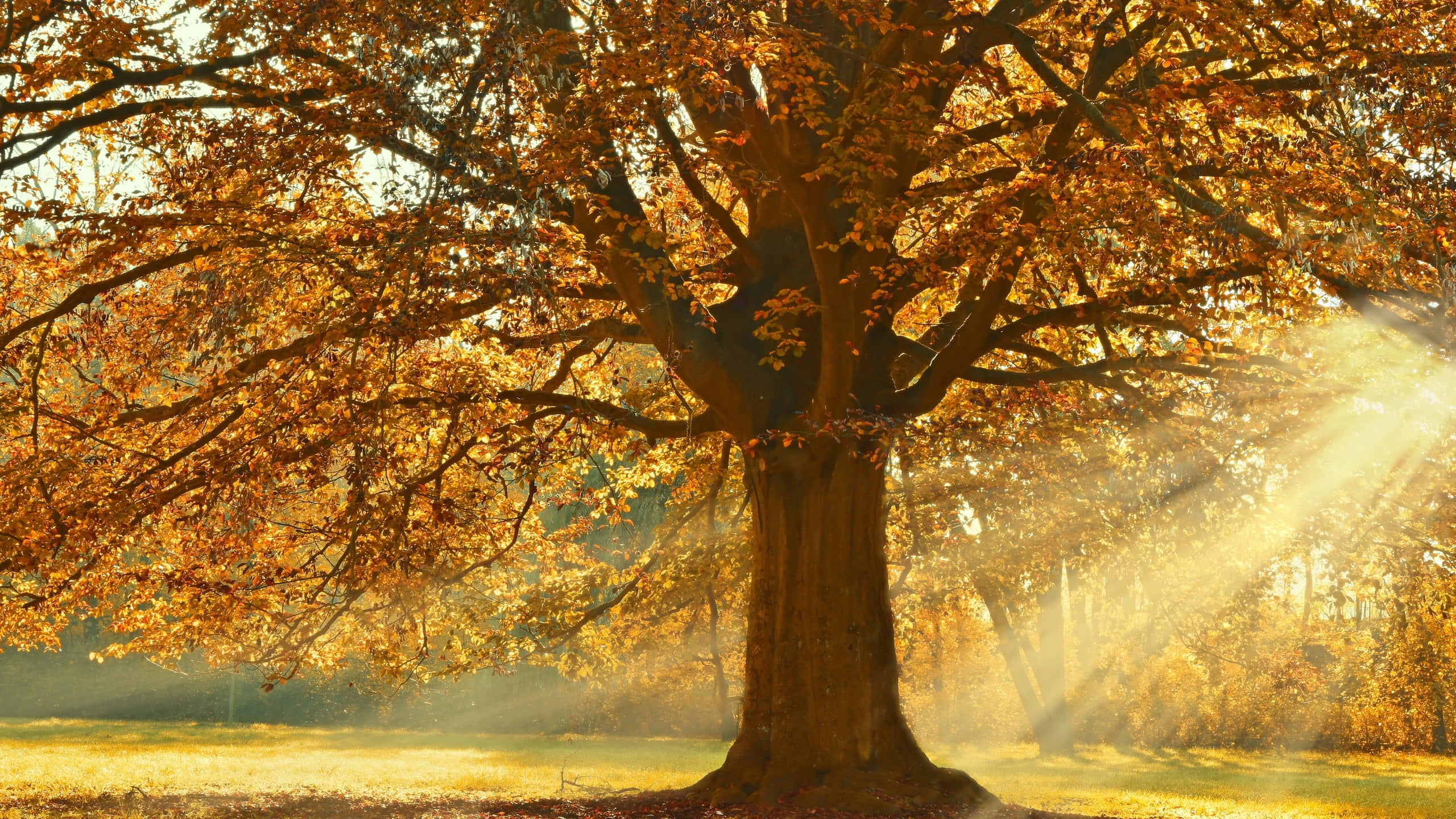 Autumn Season 桌布 壁紙 — 一棵雄偉的秋樹，金黃的樹葉沐浴在溫暖的陽光中，陽光透過霧氣灑落。