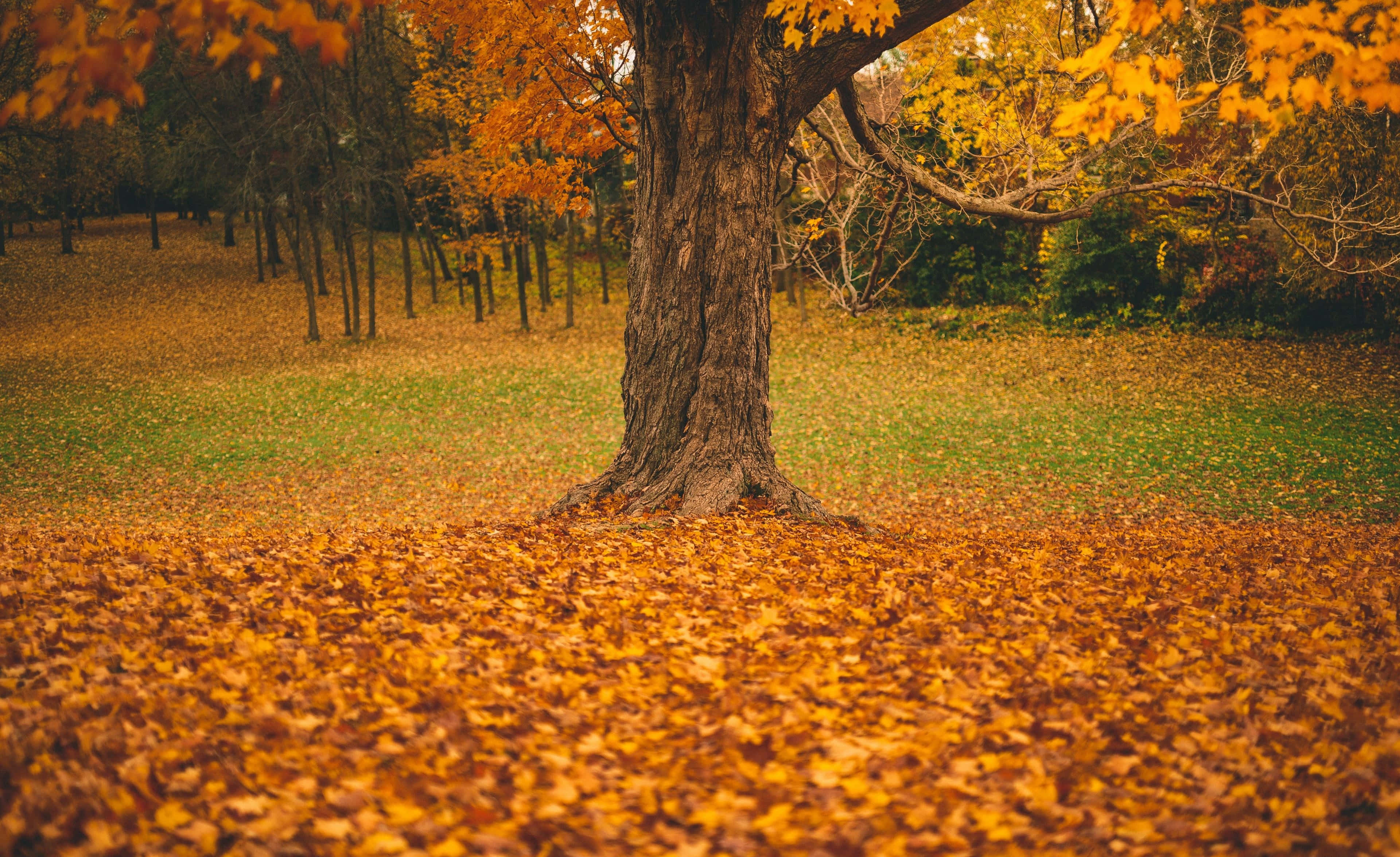 Fall Trees 桌布 壁紙 — 一棵雄偉的秋樹矗立在公園中，公園在柔和日光下鋪滿金色落葉。