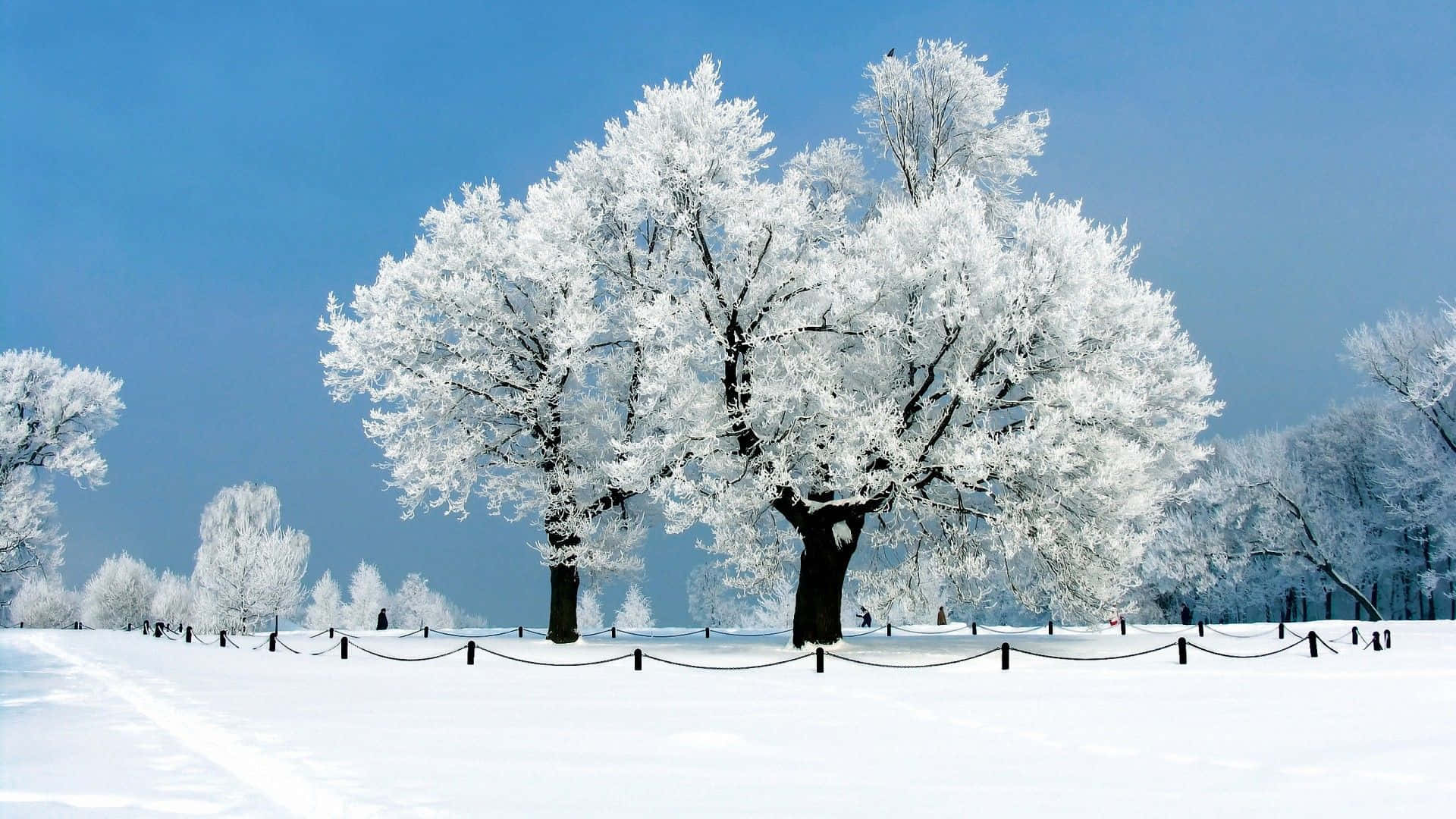 雪 桌布 壁紙 — 一棵雄偉的結霜樹木矗立在雪地上，背景是清澈的藍色冬日天空。