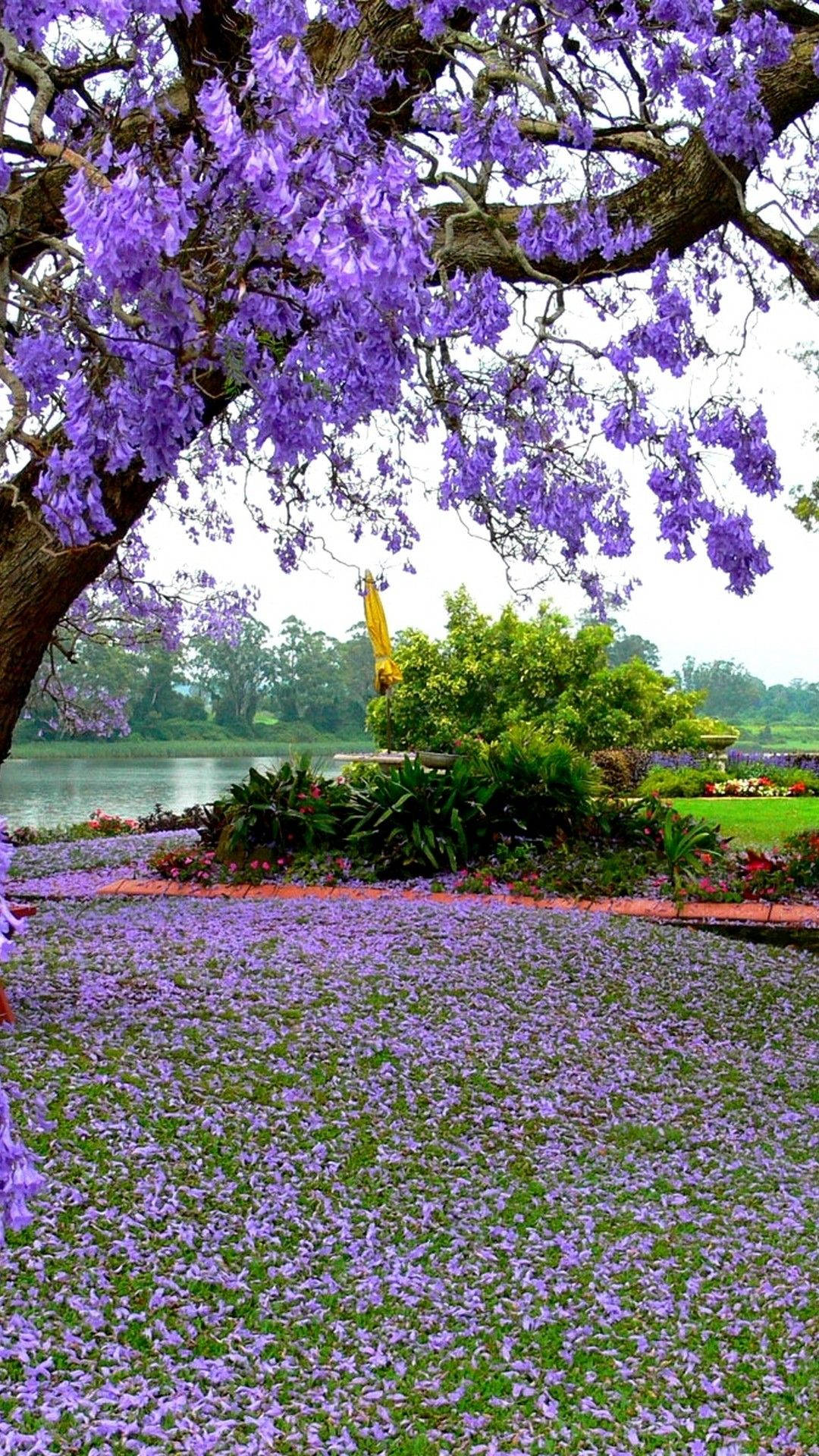 Most Beautiful Spring 桌布 壁紙 — 一棵雄偉的藍花楹樹綻放出充滿活力的紫色花朵，在寧靜的湖泊附近，將地面鋪上一層落花地毯。