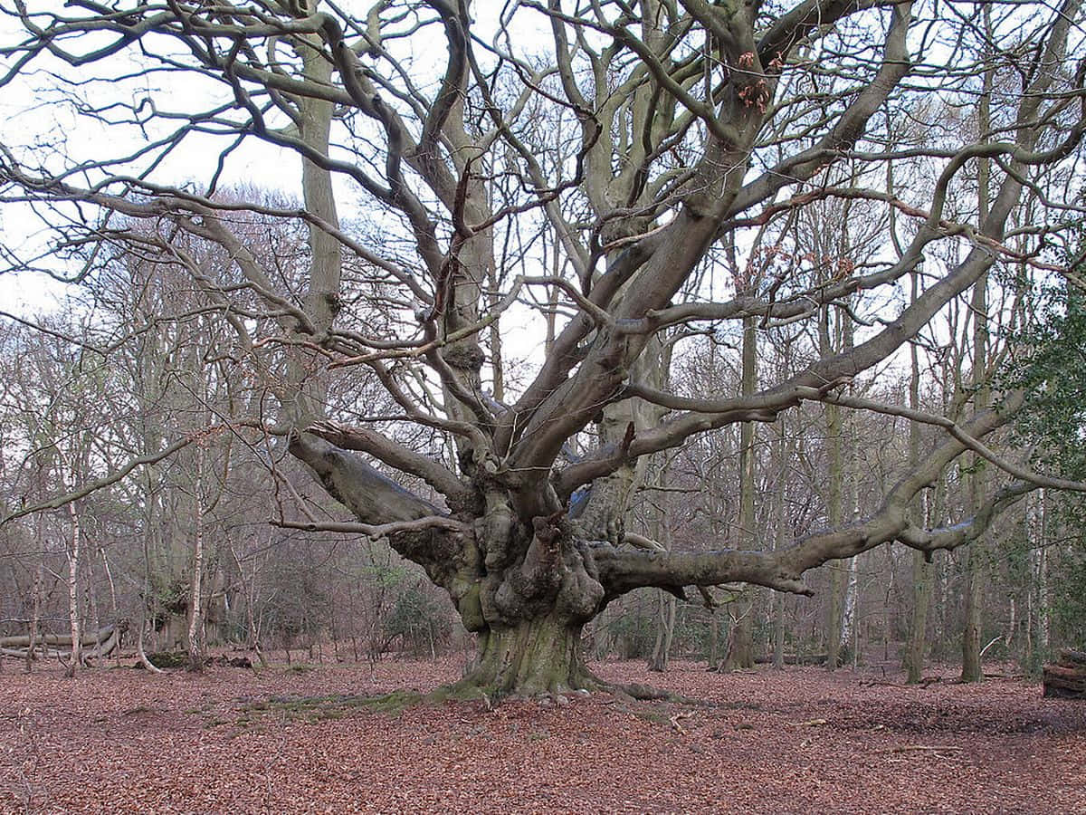 The Whomping Willow 桌布 壁紙 — 一棵雄偉的裸樹，樹枝扭曲，主宰著被落葉覆蓋的森林地面，天空陰沉。