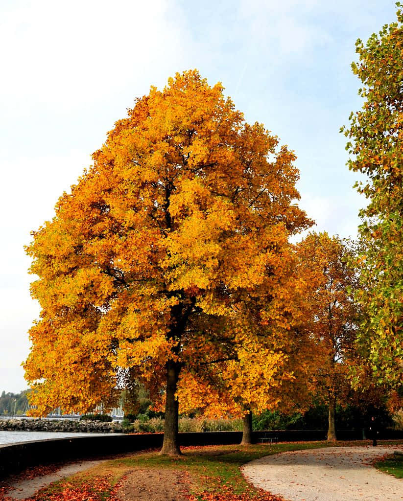 Tulip Tree 桌布 壁紙 — 一棵雄偉的金色楓樹在秋天高高聳立，其鮮豔的葉子與蒼白的天空和蜿蜒小徑上的落葉形成對比。
