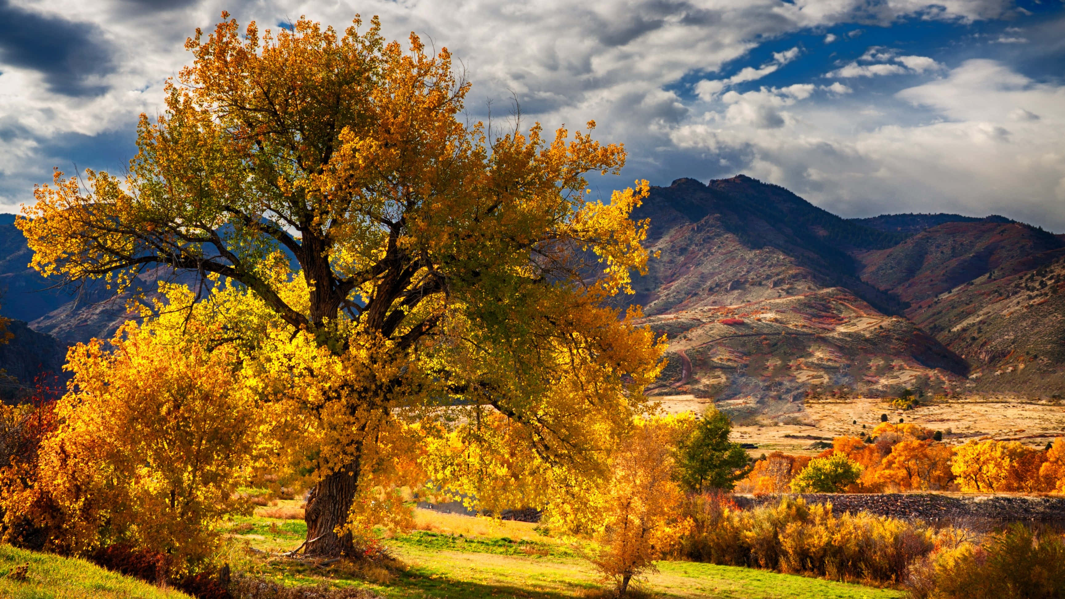 Fall Scenes 桌布 壁紙 — 一棵雄偉的金色樹木矗立在陽光明媚的草地上，起伏的山丘和戲劇性的雲彩在頭頂。