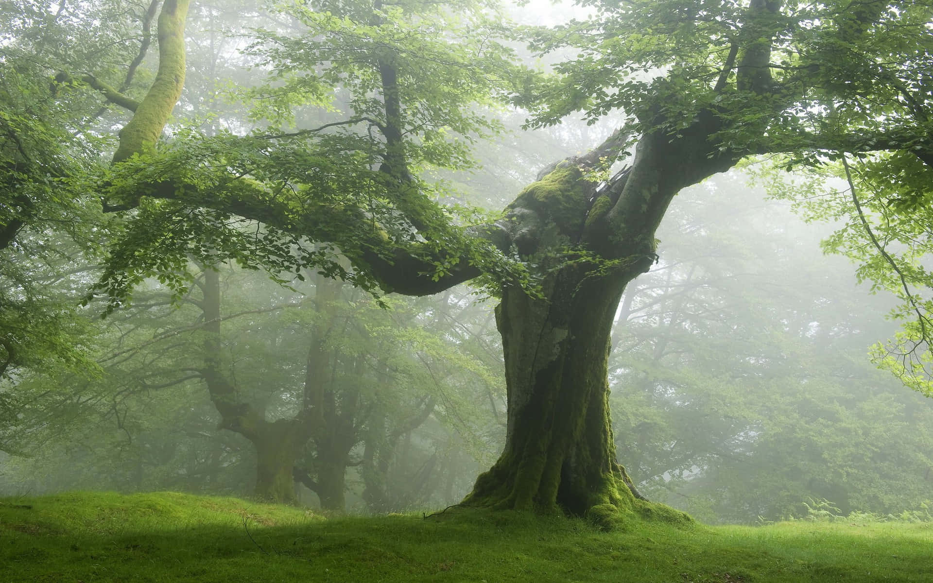trees 桌布 壁紙 — 一棵雄偉的長滿苔蘚的古樹獨自矗立在薄霧籠罩的森林中，周圍是柔軟的綠草和漫射光。