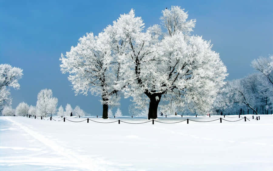 High Resolution Snow 桌布 壁紙 — 一棵雄偉的雪覆蓋樹木在晴朗的藍天下矗立在寧靜的冬季公園中。