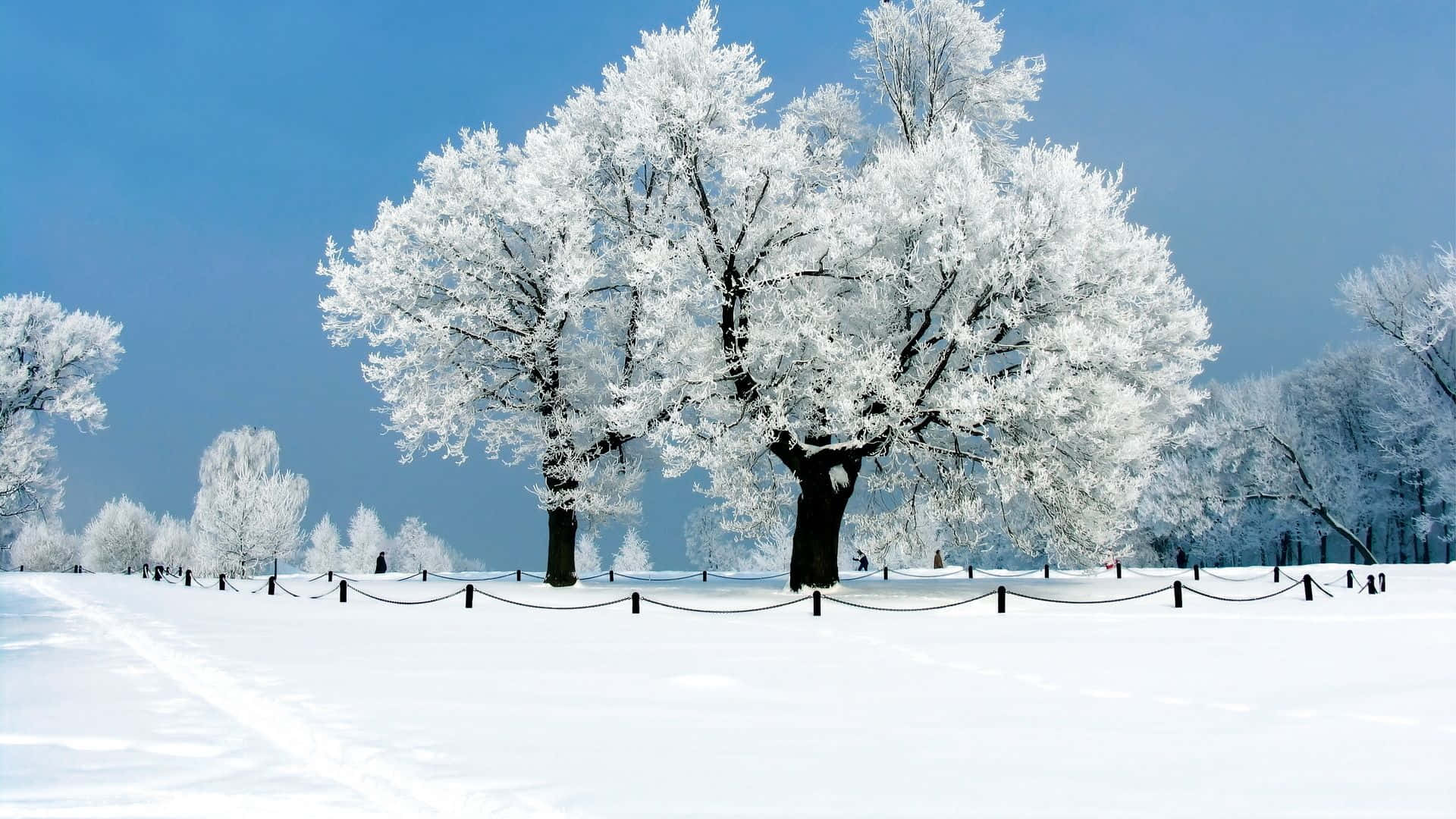 冬天 桌布 壁紙 — 一棵雄偉的雪覆蓋的樹在寧靜的冬季公園中高聳入雲，映襯著清澈的藍天。