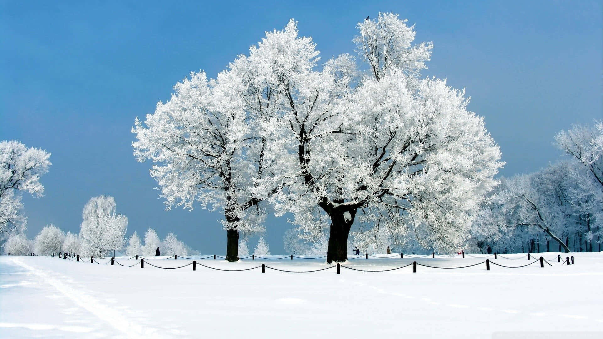 Beautiful Winter 桌布 壁紙 — 一棵雄偉的霜覆樹木矗立在雪地上，背景是清澈的藍色冬日天空。
