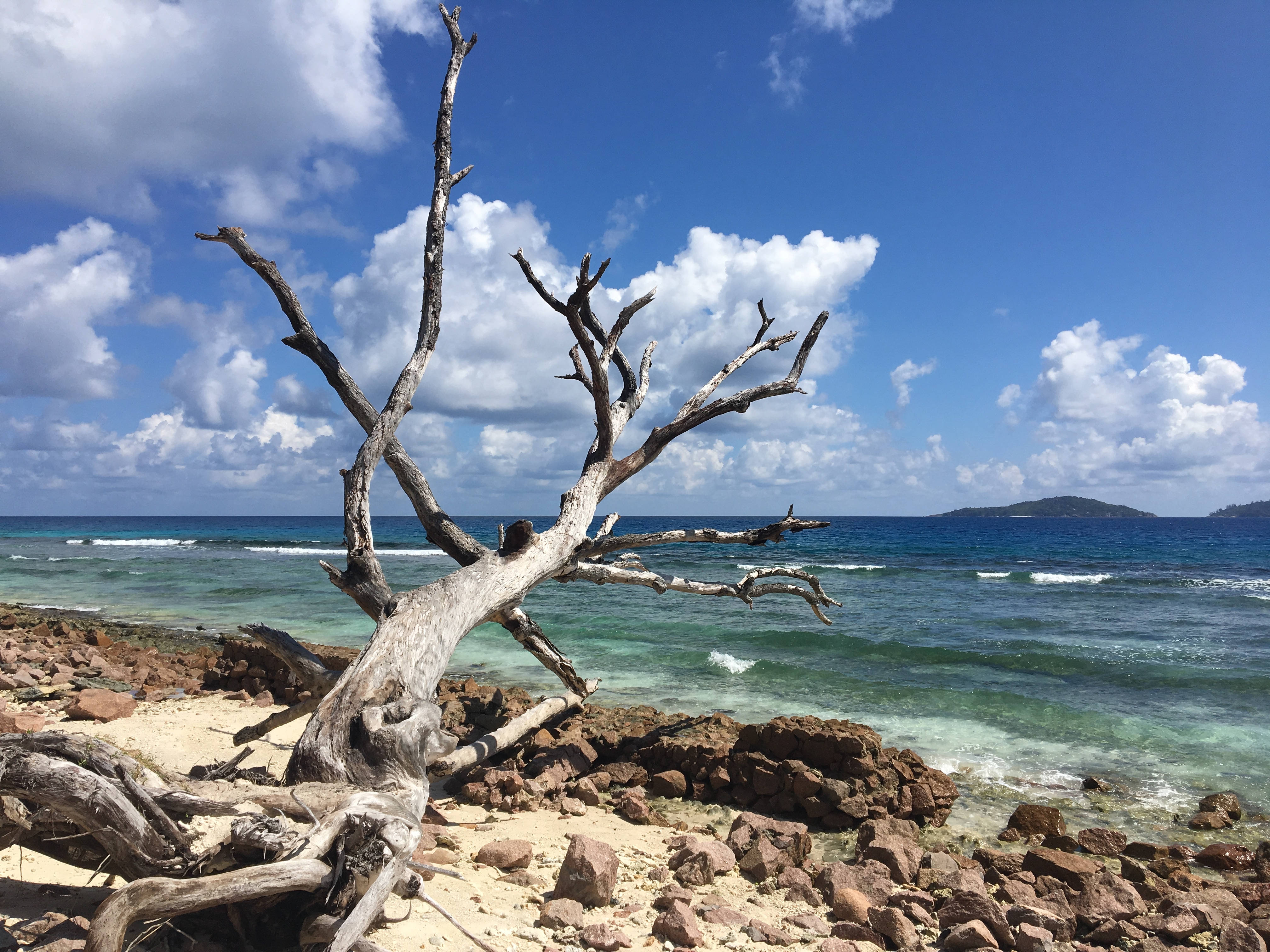 Seychelles 桌布 壁紙 — 一棵風化枯樹，樹枝扭曲，矗立在岩石海灘上，碧綠色的海浪拍打著海岸，明亮的藍天上有蓬鬆的白雲。